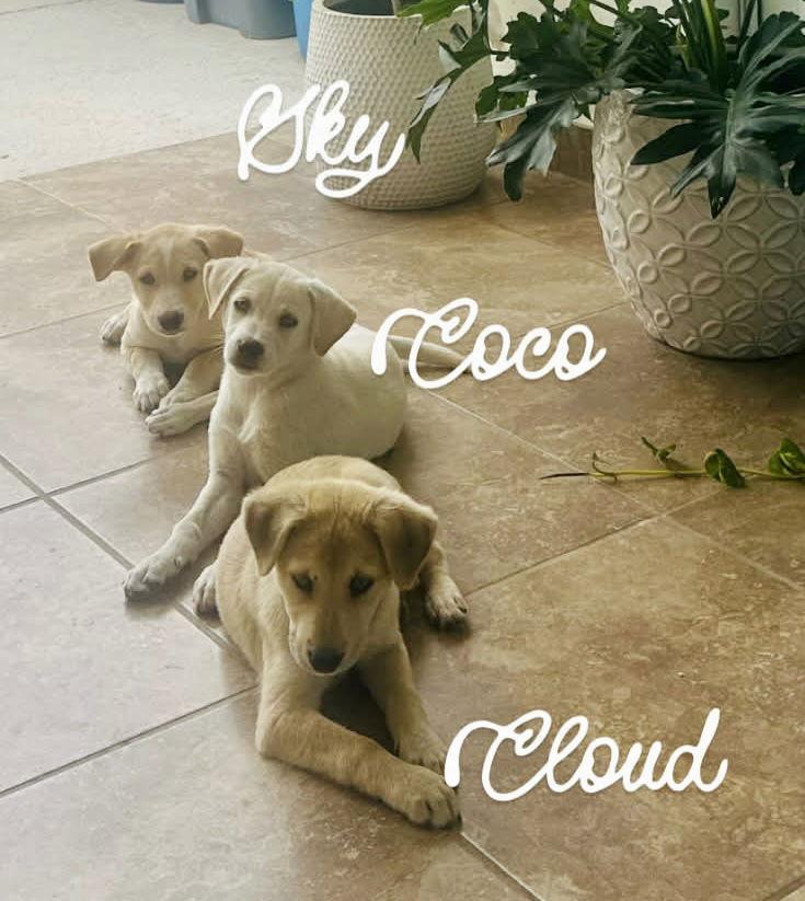 Sky, a Adopted Labrador Retriever in Lake Hopatcong, NJ image 3/3