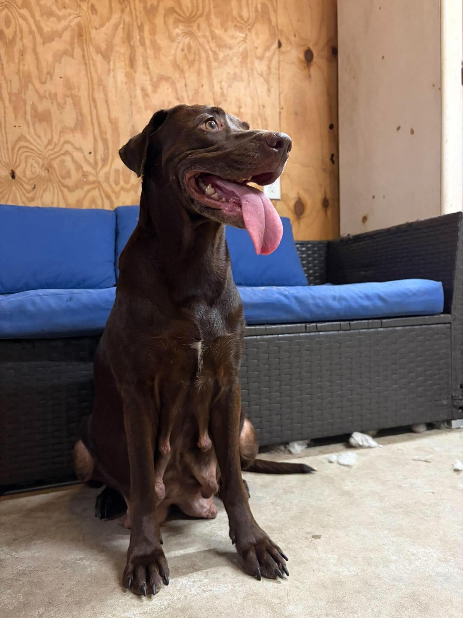 Oakley 2, Adoptable, Adult Female Labrador Retriever.
