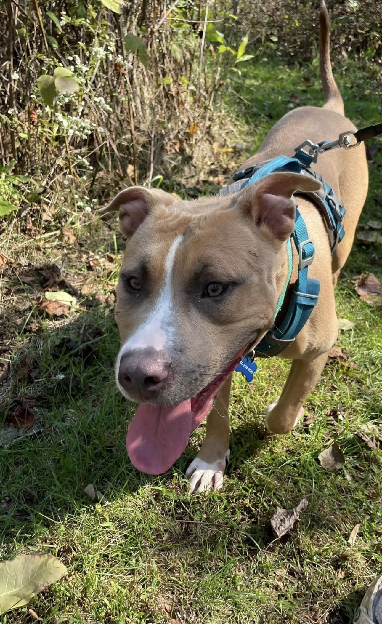 Cookie, a Adoptable mixed breed in Charlotte, NC image 2/4