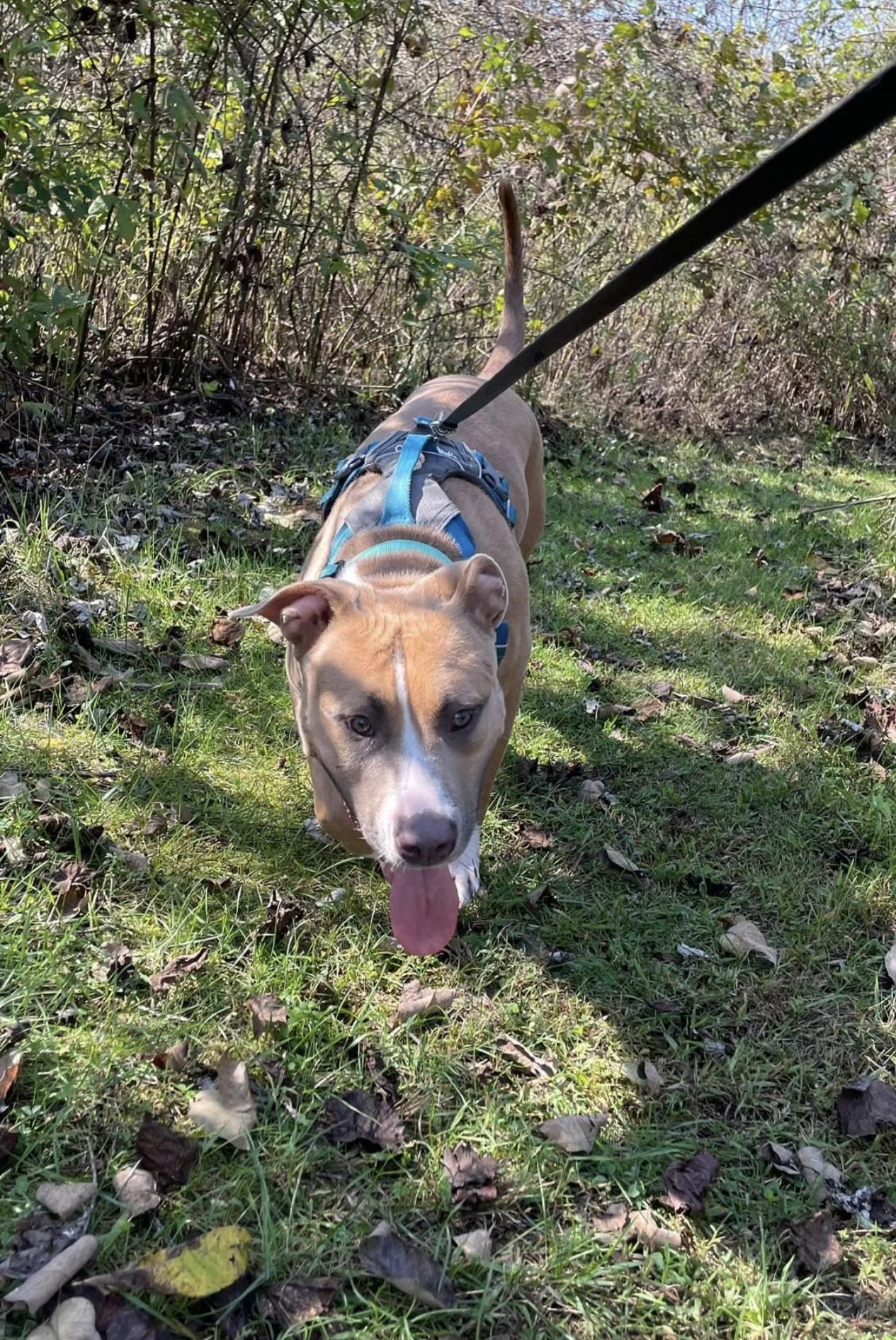 Cookie, a Adoptable mixed breed in Charlotte, NC image 4/4