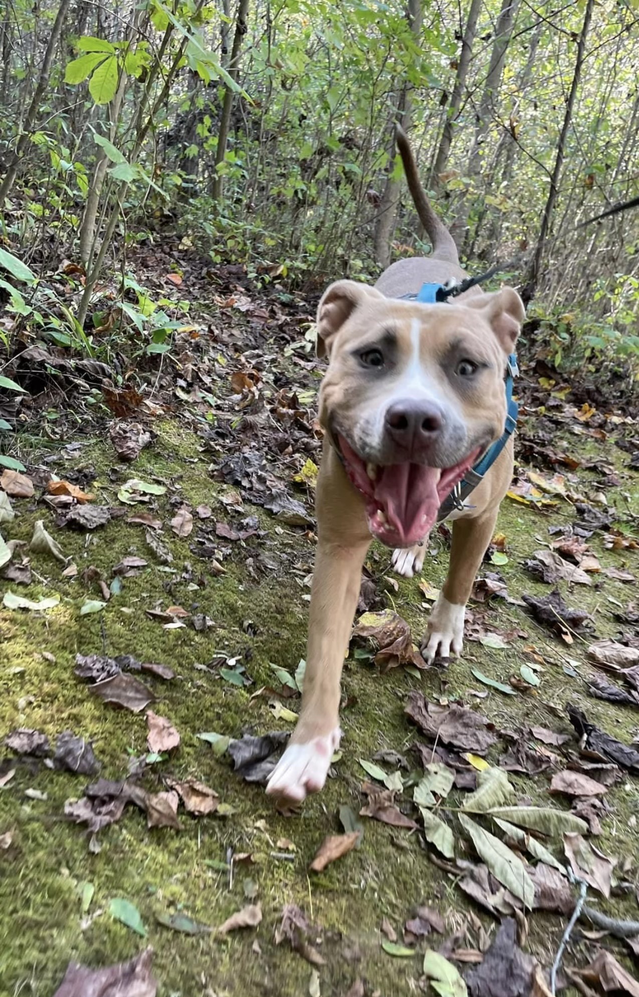 Cookie, a Adoptable mixed breed in Charlotte, NC image 3/4