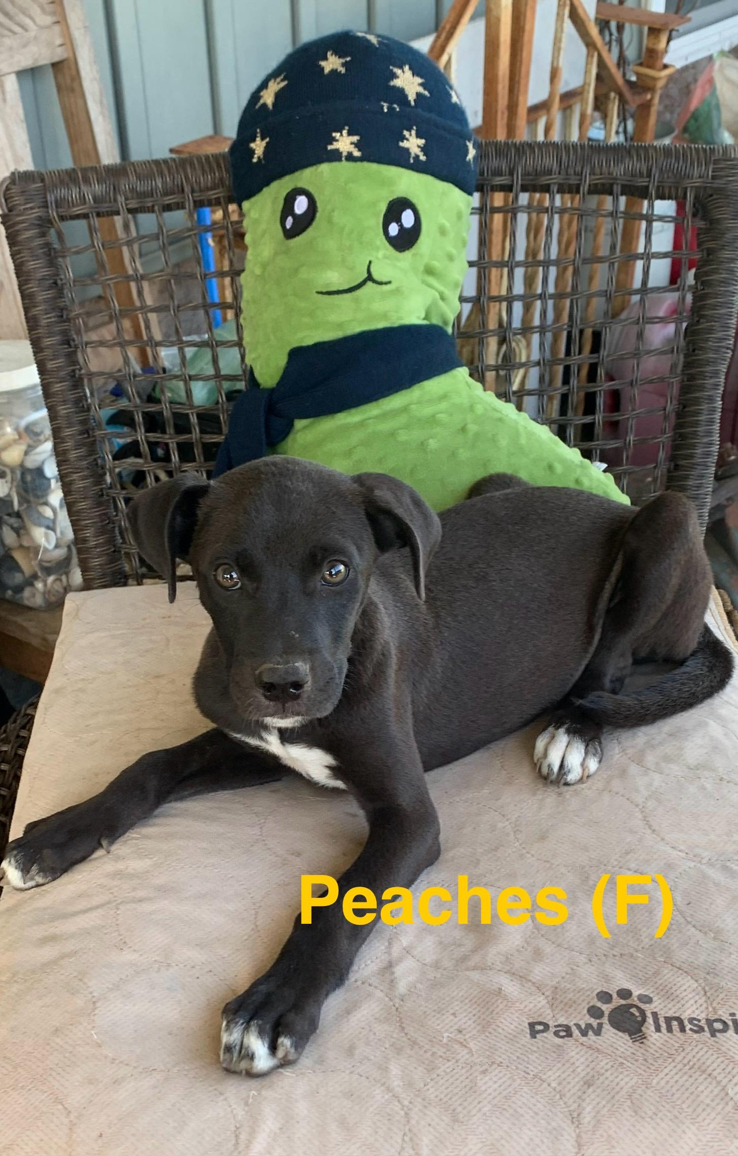 Peaches, ADOPTABLE, Puppy Female Labrador Retriever.