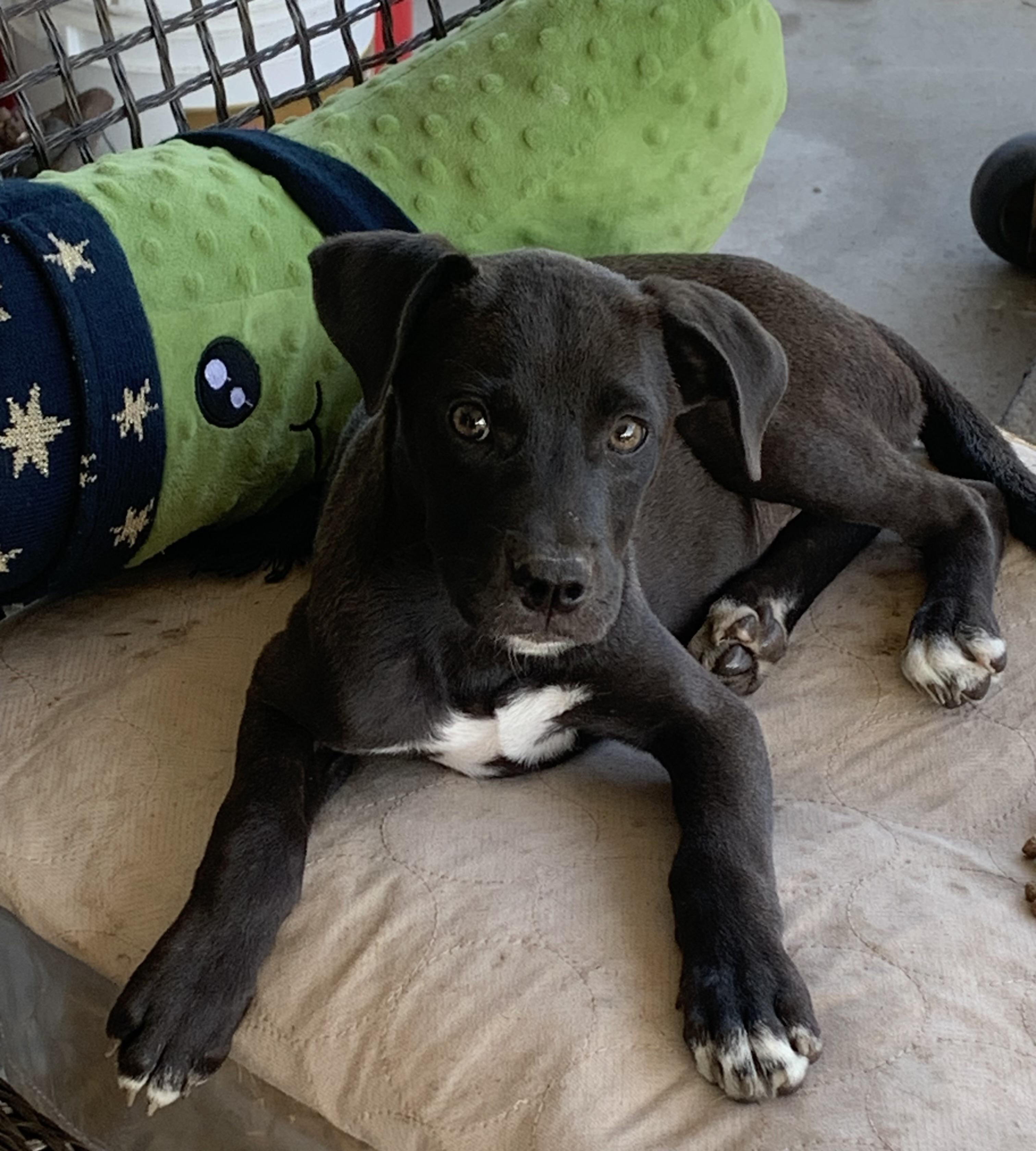 Enlarge Peaches, a ADOPTABLE mixed breed in Chattanooga, TN image 3/3