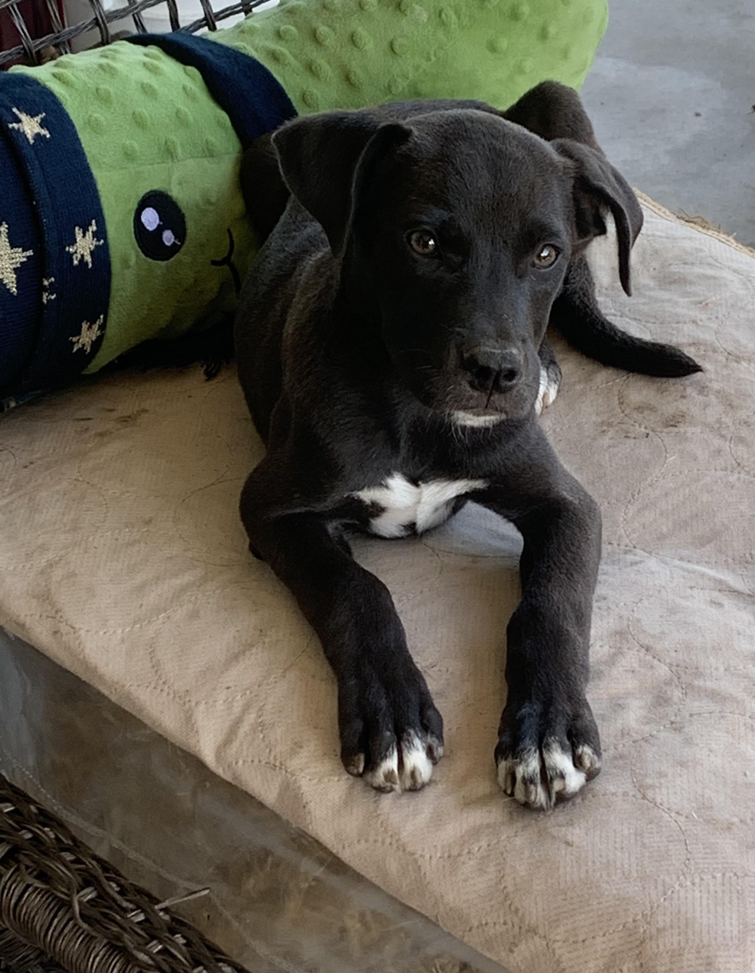 Enlarge Peaches, a ADOPTABLE mixed breed in Chattanooga, TN image 2/3