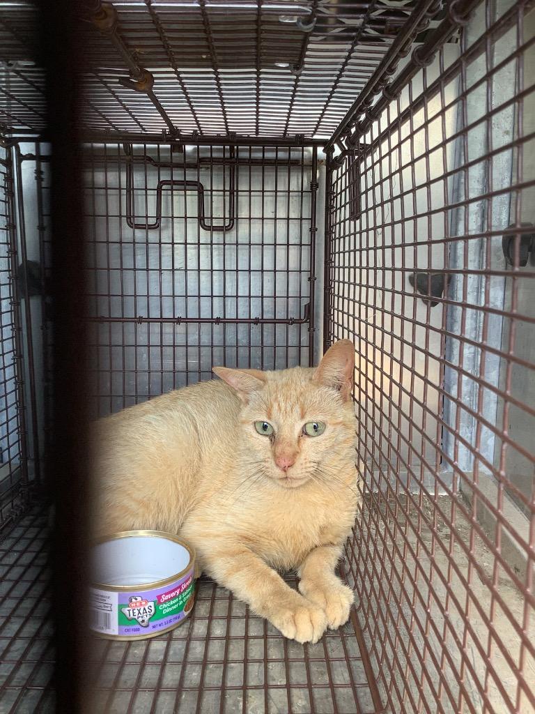 Marigold, Adoptable, Young Female Domestic Short Hair.