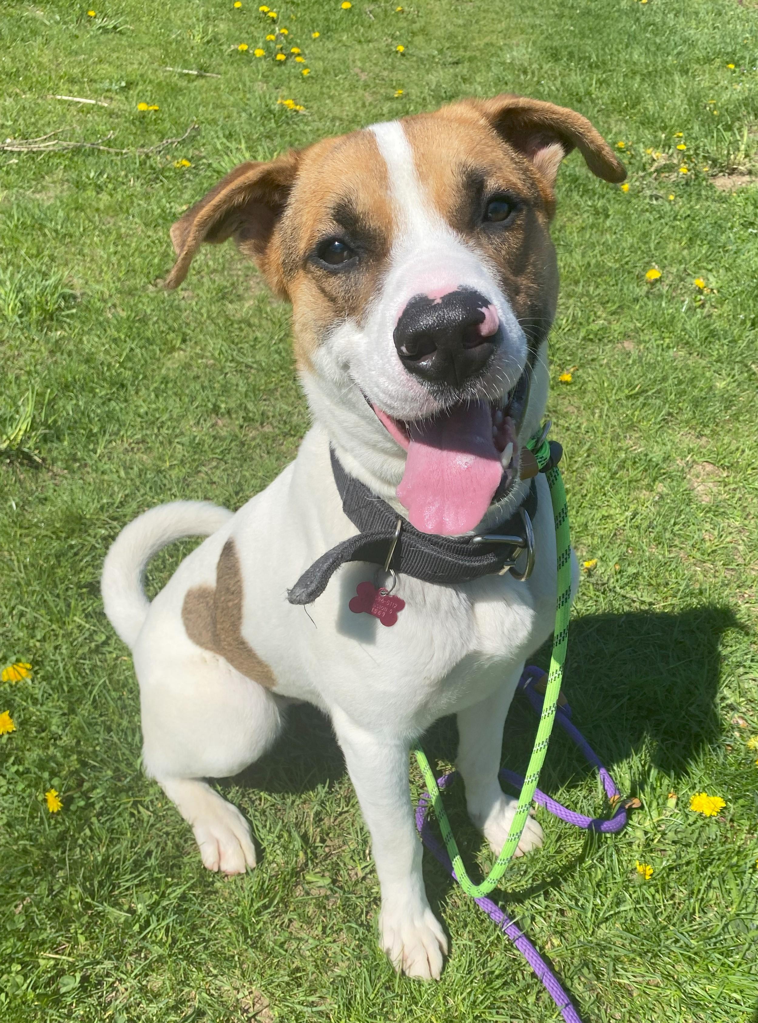 Enlarge Marky Mark, a Adoptable Mixed Breed in Allegan, MI image 3/6