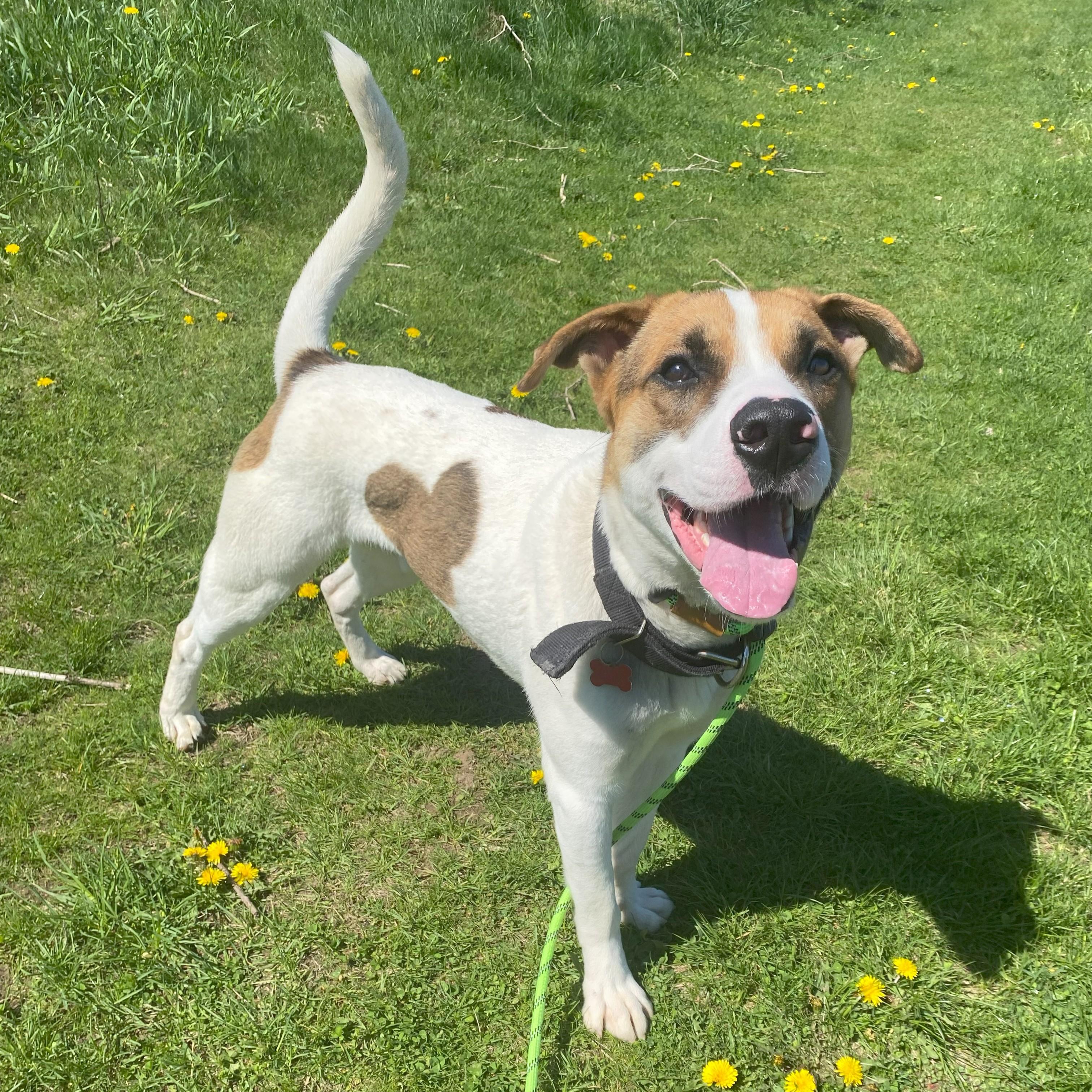 Enlarge Marky Mark, a Adoptable Mixed Breed in Allegan, MI image 1/6