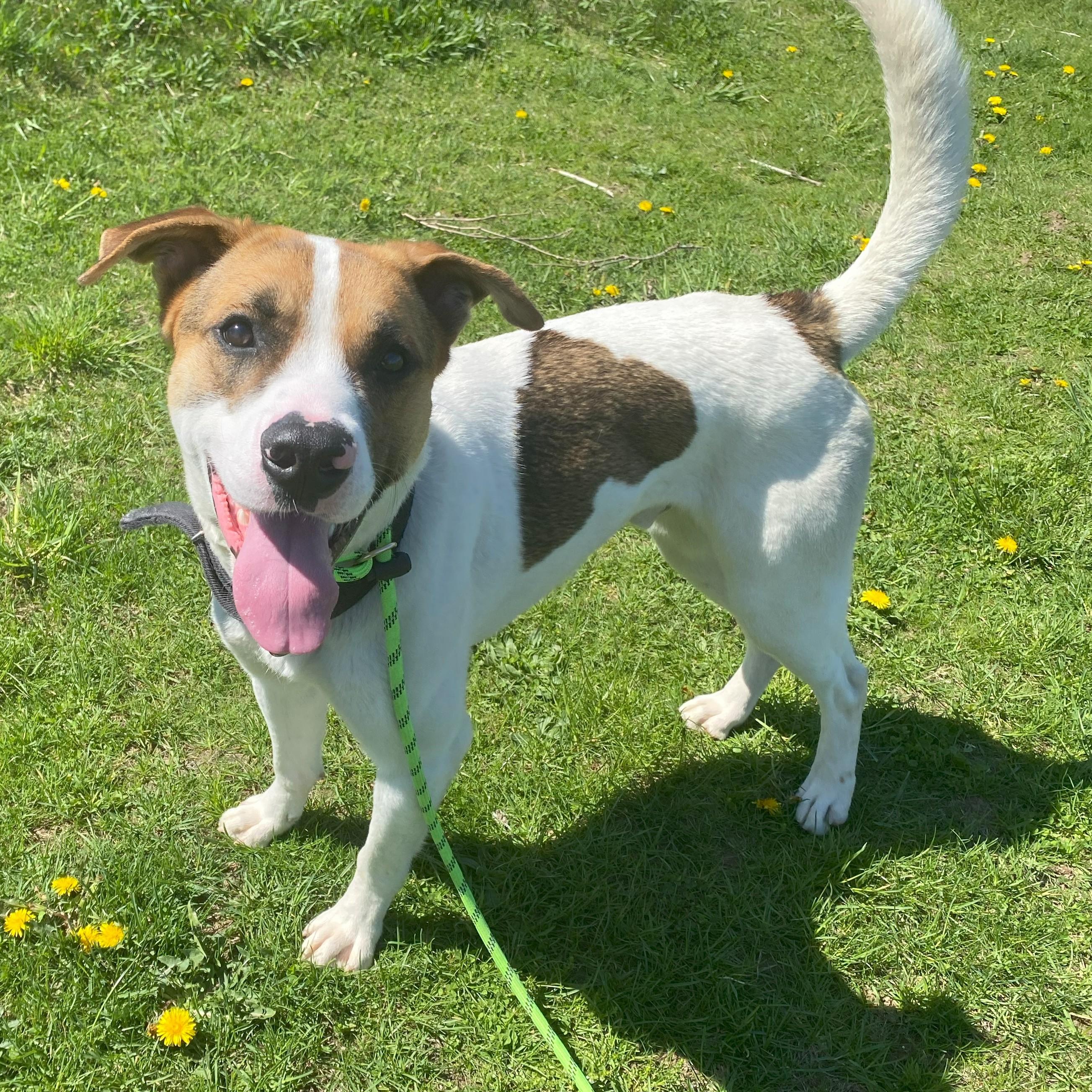 Enlarge Marky Mark, a Adoptable Mixed Breed in Allegan, MI image 4/6