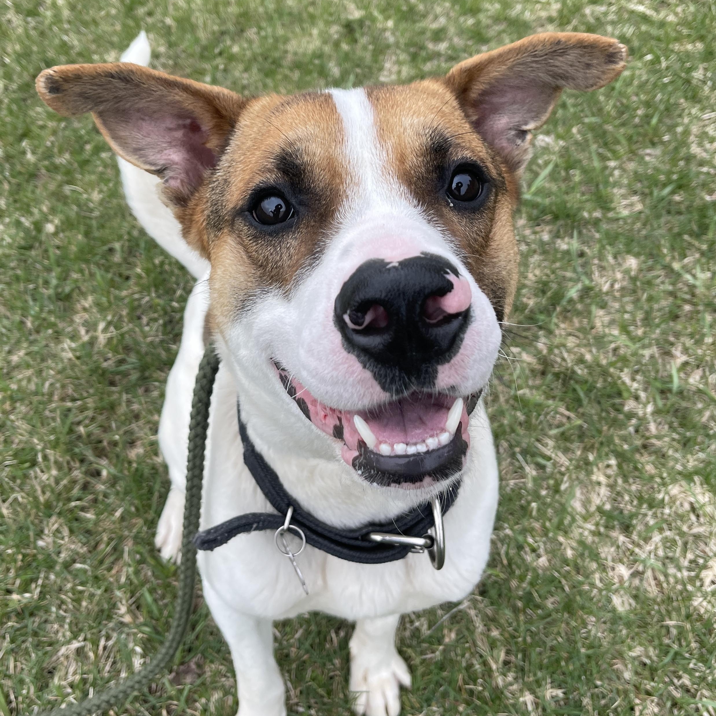 Enlarge Marky Mark, a Adoptable Mixed Breed in Allegan, MI image 2/6