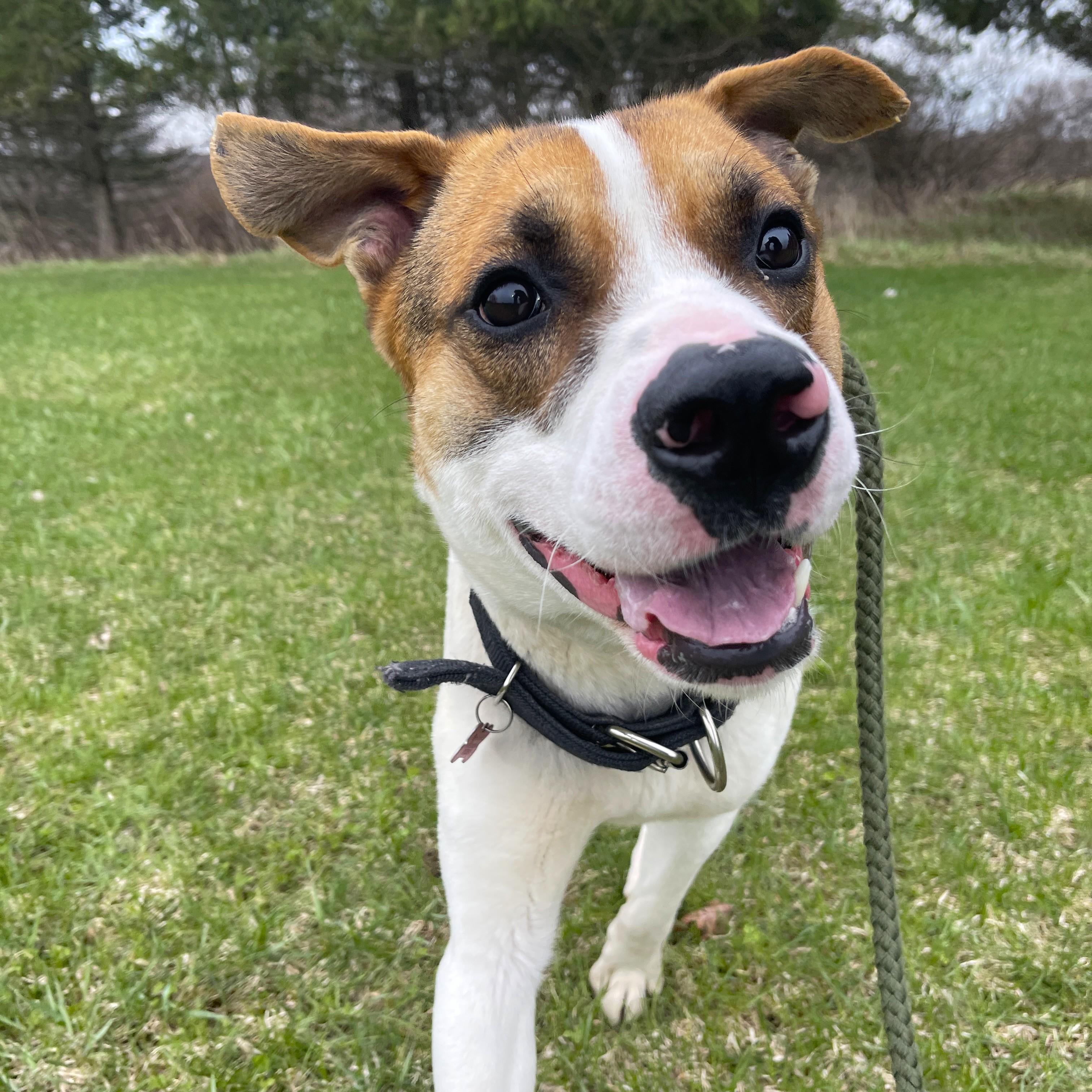 Enlarge Marky Mark, a Adoptable Mixed Breed in Allegan, MI image 6/6