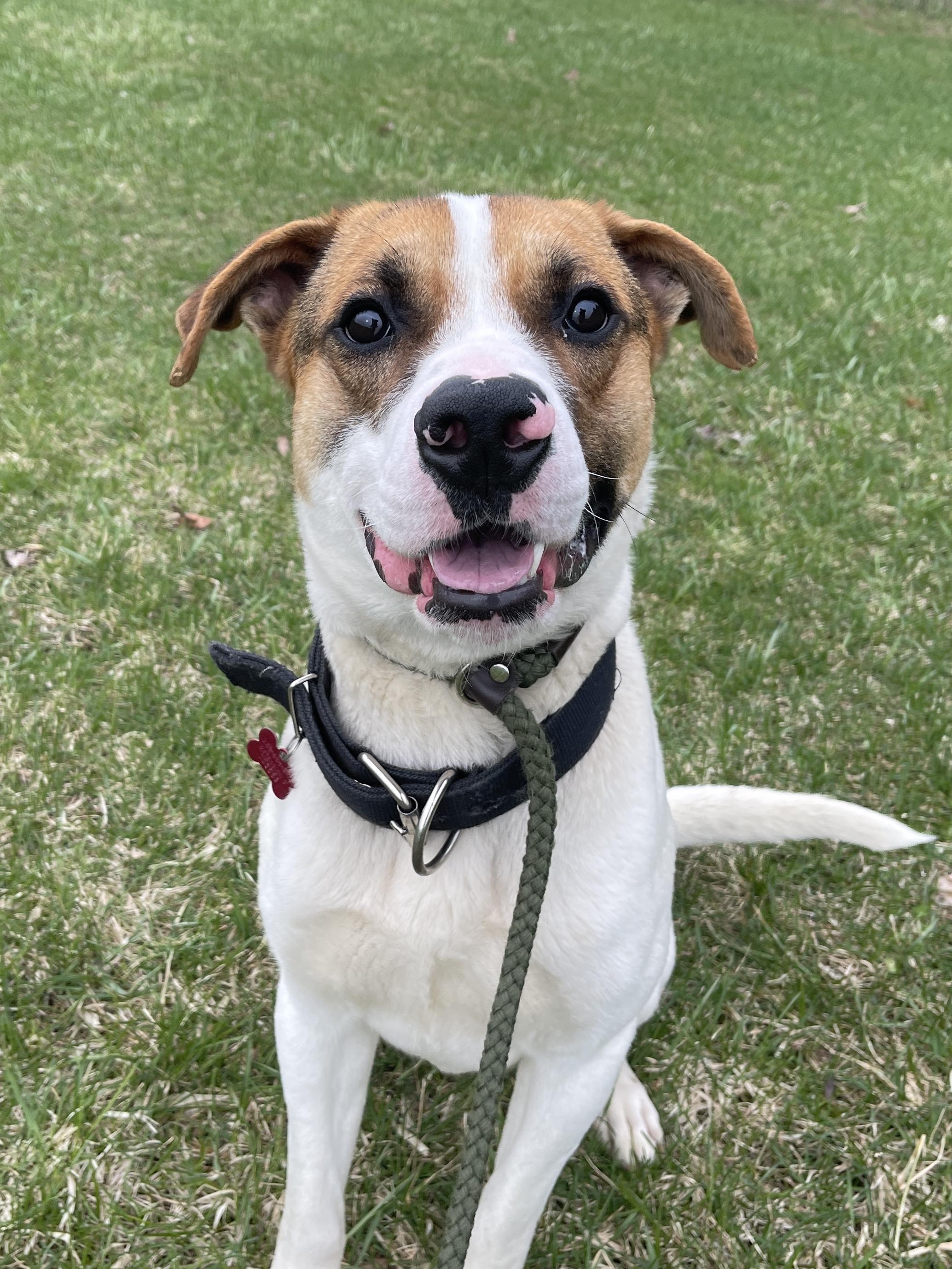 Enlarge Marky Mark, a Adoptable Mixed Breed in Allegan, MI image 5/6
