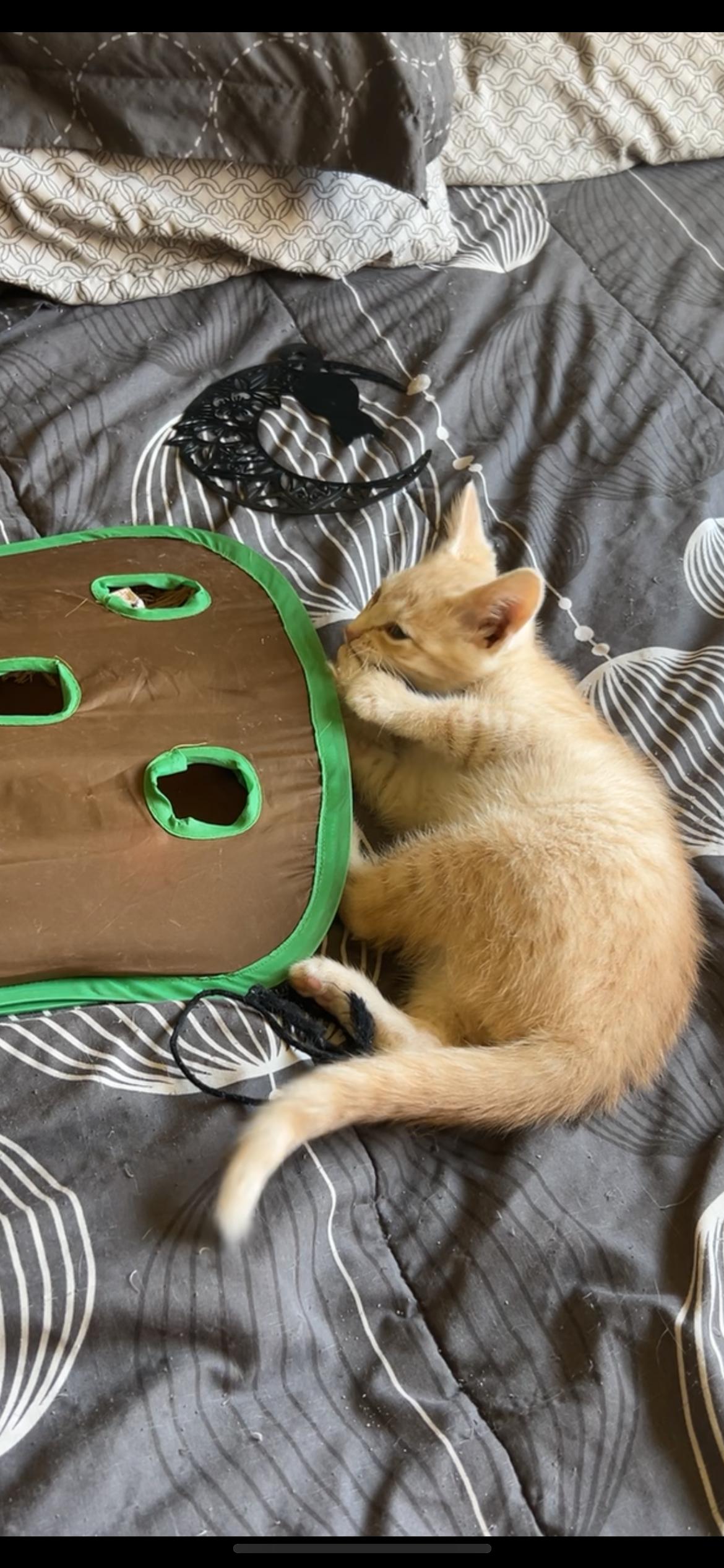 Norman, an adoptable Domestic Short Hair in Rice, MN, 56367 | Photo Image 4