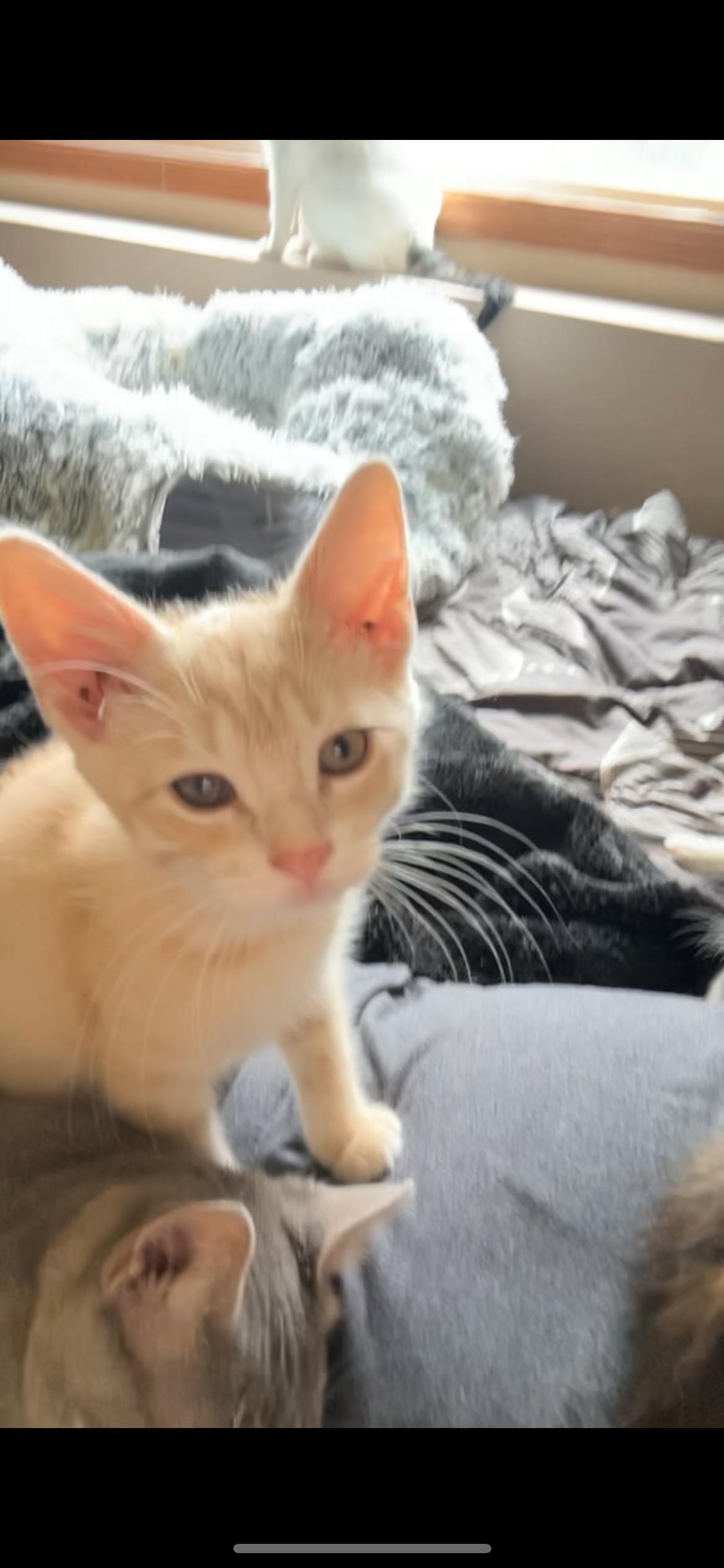 Norman, a Adoptable Domestic Short Hair in Rice, MN image 5/6