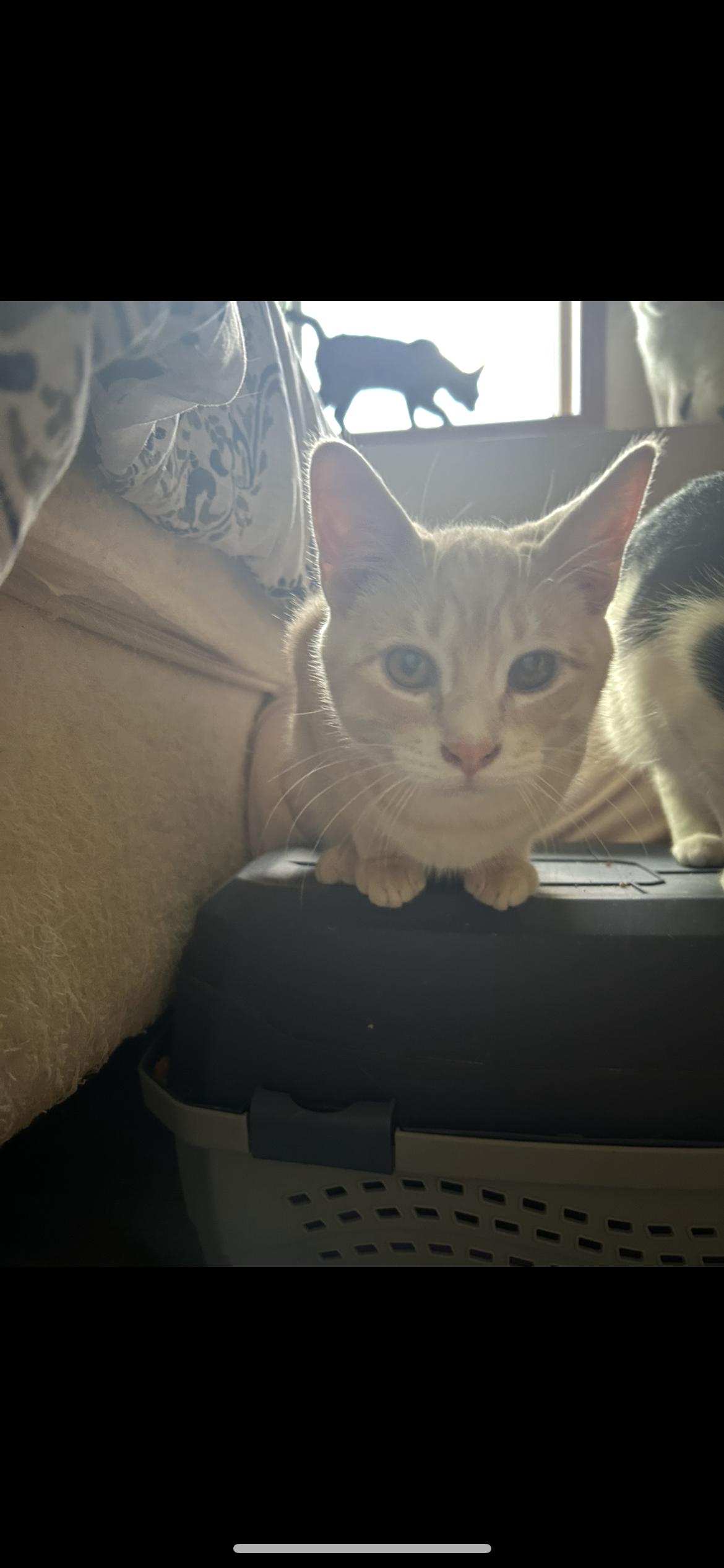 Norman, a Adoptable Domestic Short Hair in Rice, MN image 3/6