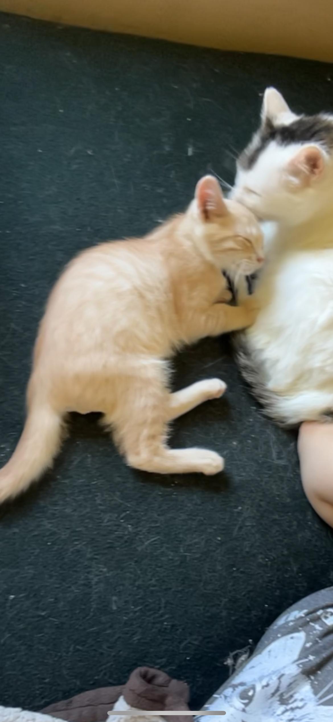 Norman, a Adoptable Domestic Short Hair in Rice, MN image 6/6