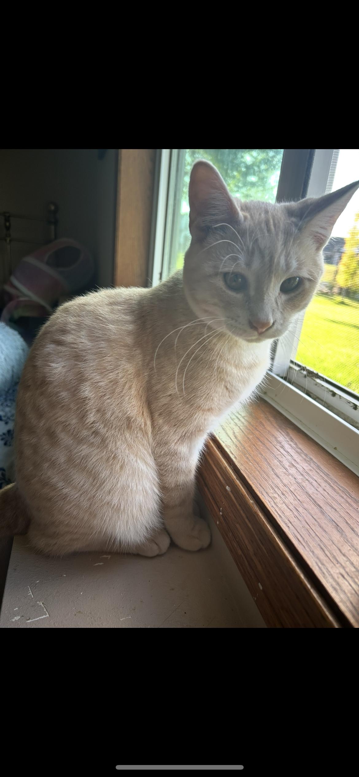 Norman, Adoptable, Young Male Domestic Short Hair.