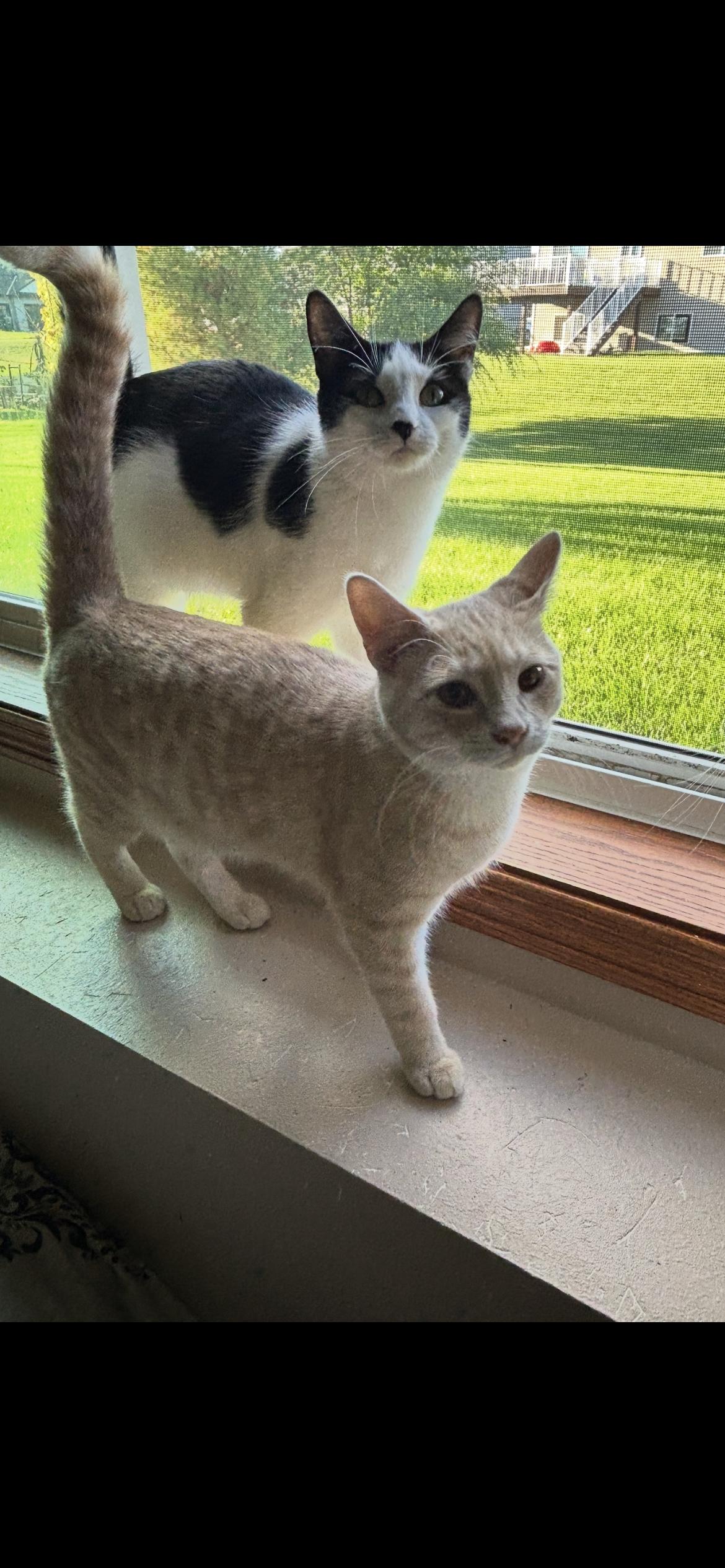 Norman, a Adoptable Domestic Short Hair in Rice, MN image 2/6