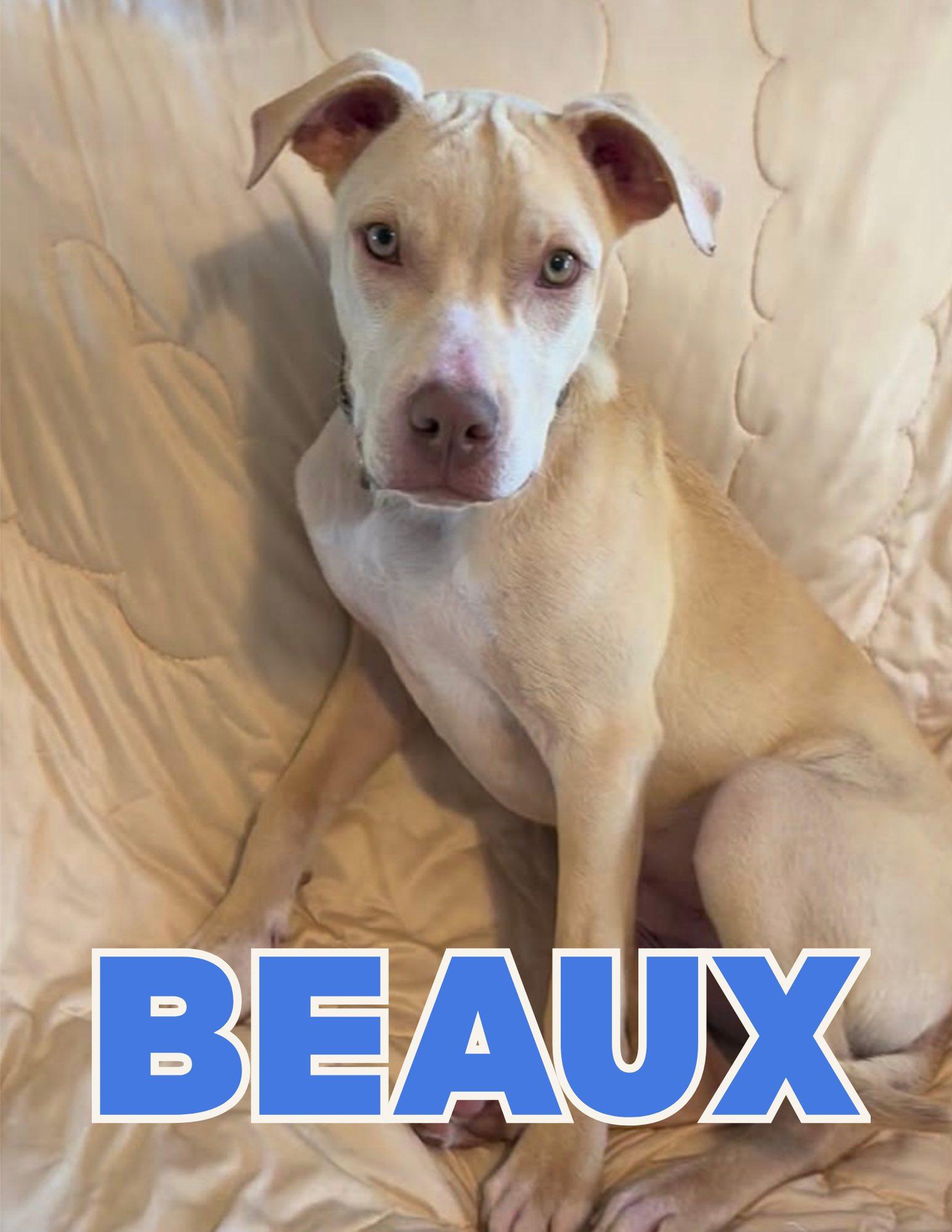 Beaux, ADOPTABLE, Puppy Male Yellow Labrador Retriever.