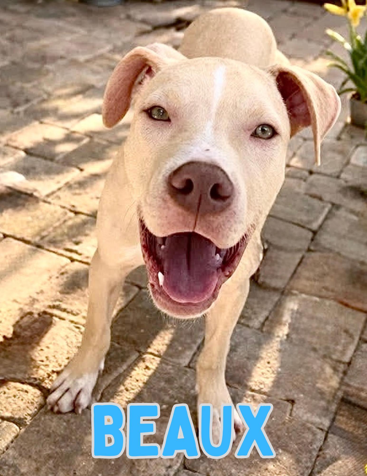 Beaux, a ADOPTABLE mixed breed in Shalimar, FL image 1/2