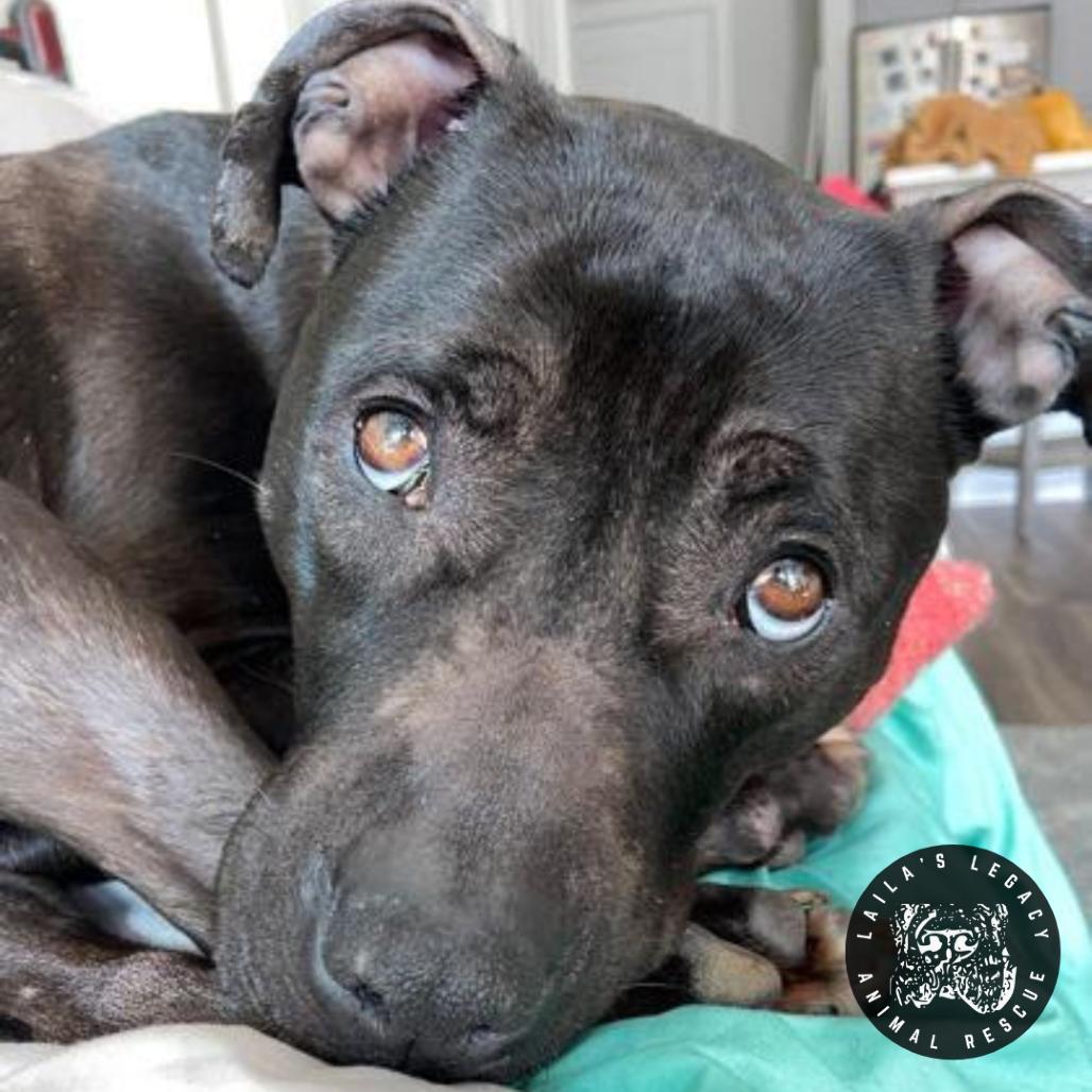 Stormy, Adoptable, Adult Female Terrier & Mixed Breed.