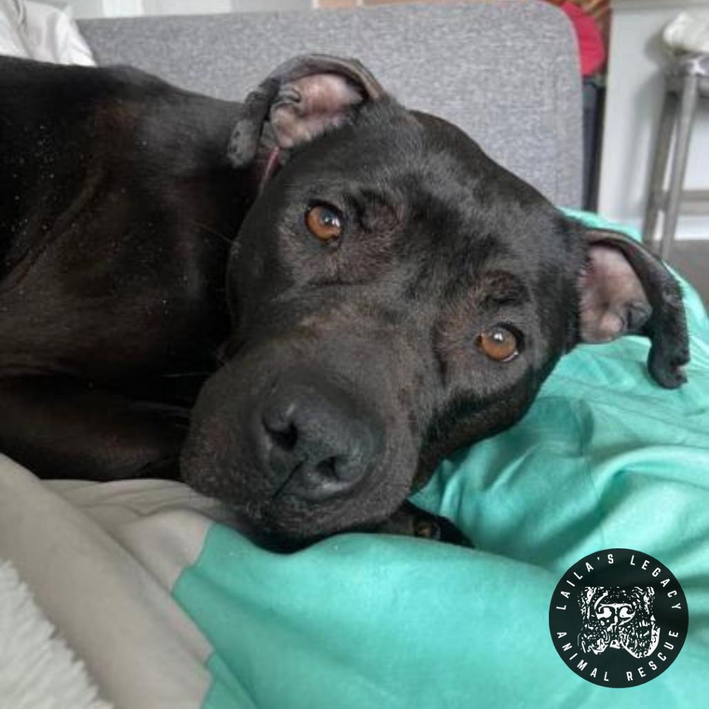 Enlarge Stormy, a Adoptable mixed breed in Washington, DC image 3/6