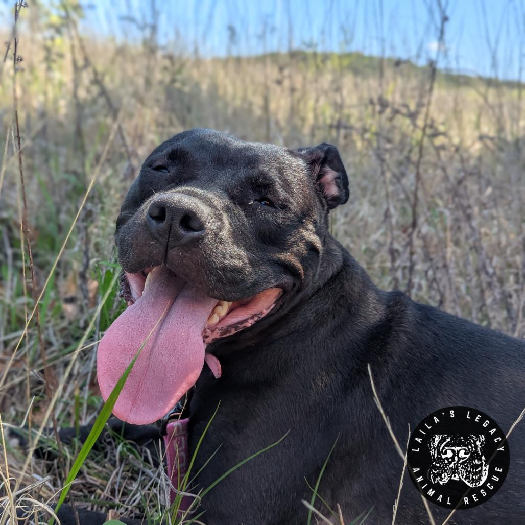 Enlarge Stormy, a Adoptable mixed breed in Washington, DC image 4/6