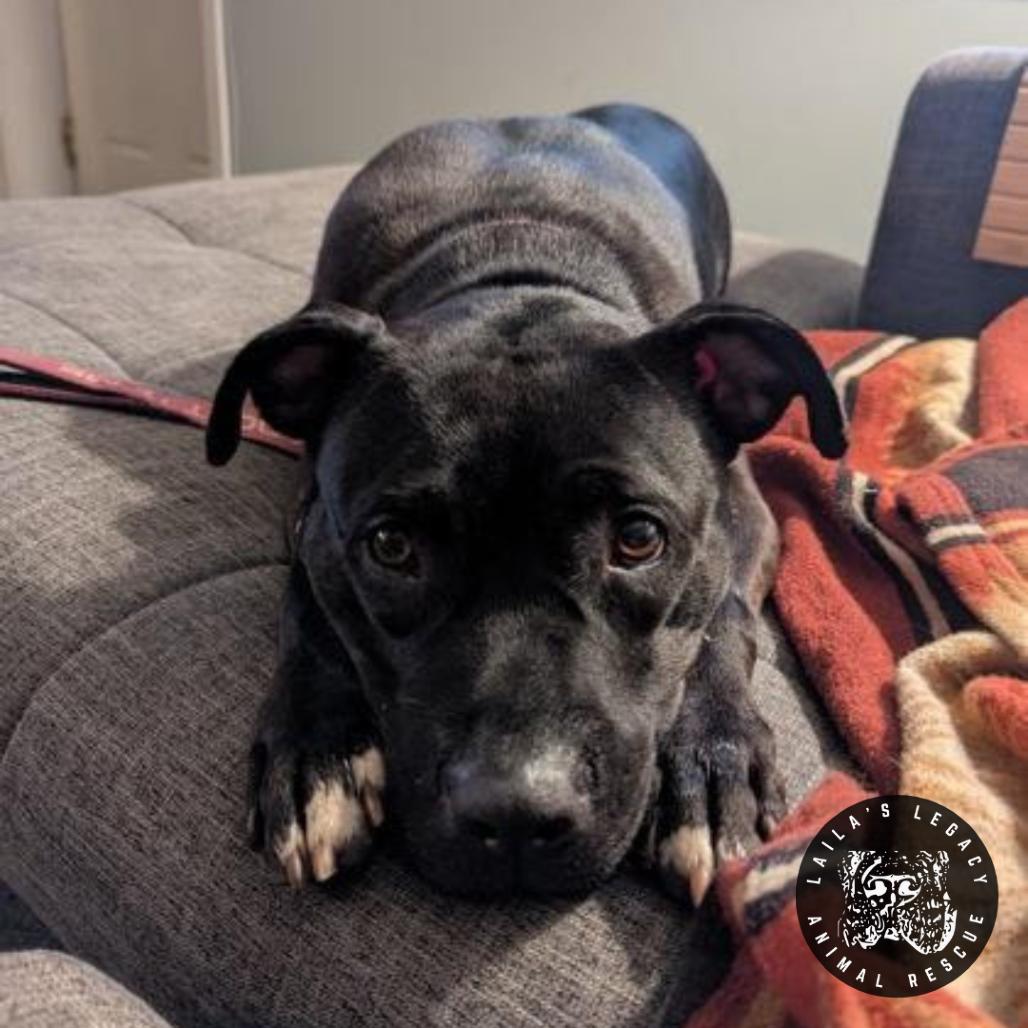 Enlarge Stormy, a Adoptable mixed breed in Washington, DC image 5/6