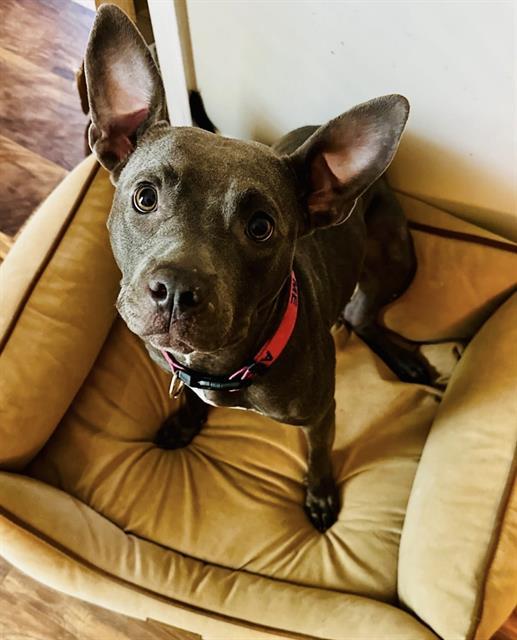 SOPHIA, Adoptable, Young Female Pit Bull Terrier.