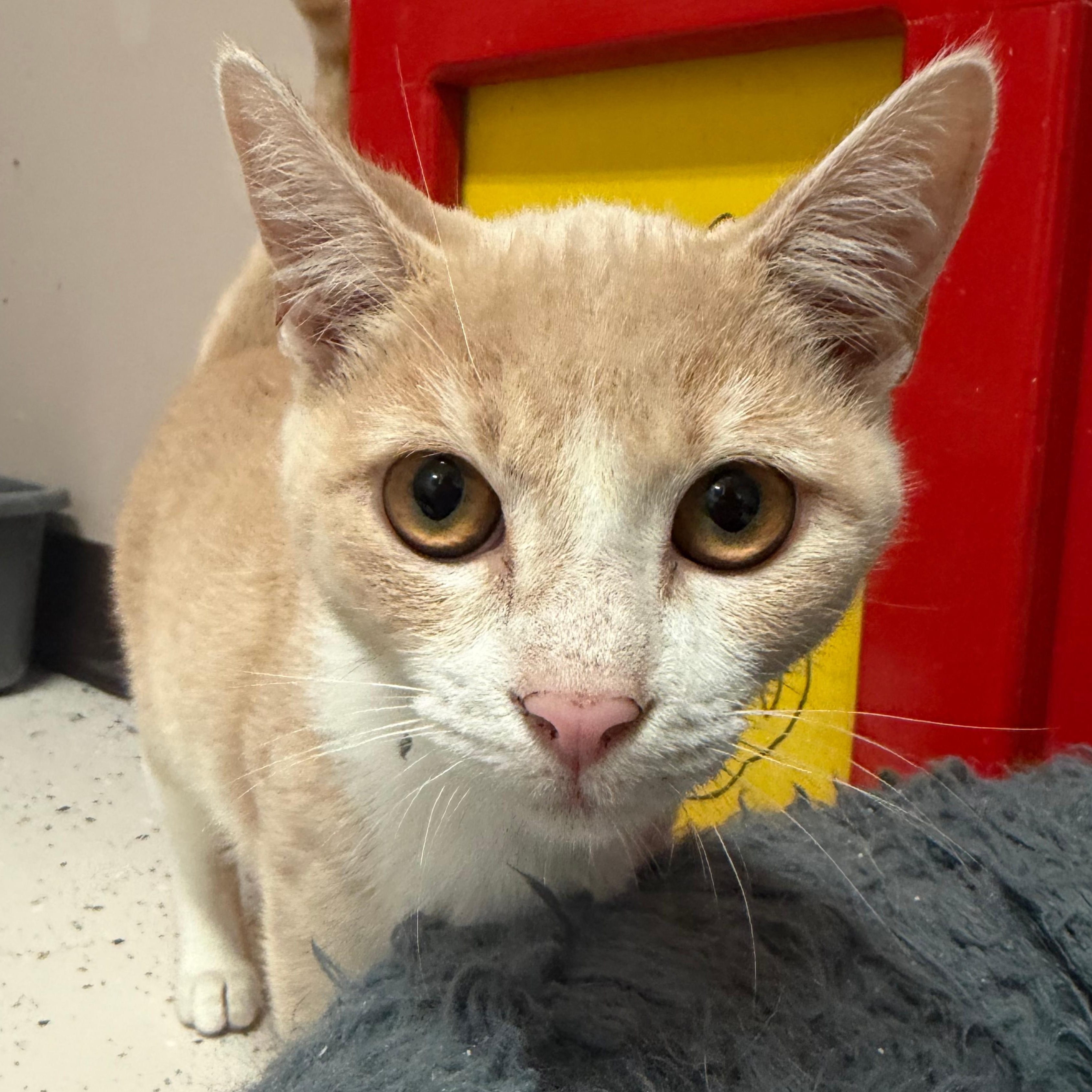 Enlarge Cheddar, a Adoptable Domestic Short Hair in Aransas Pass, TX image 1/2