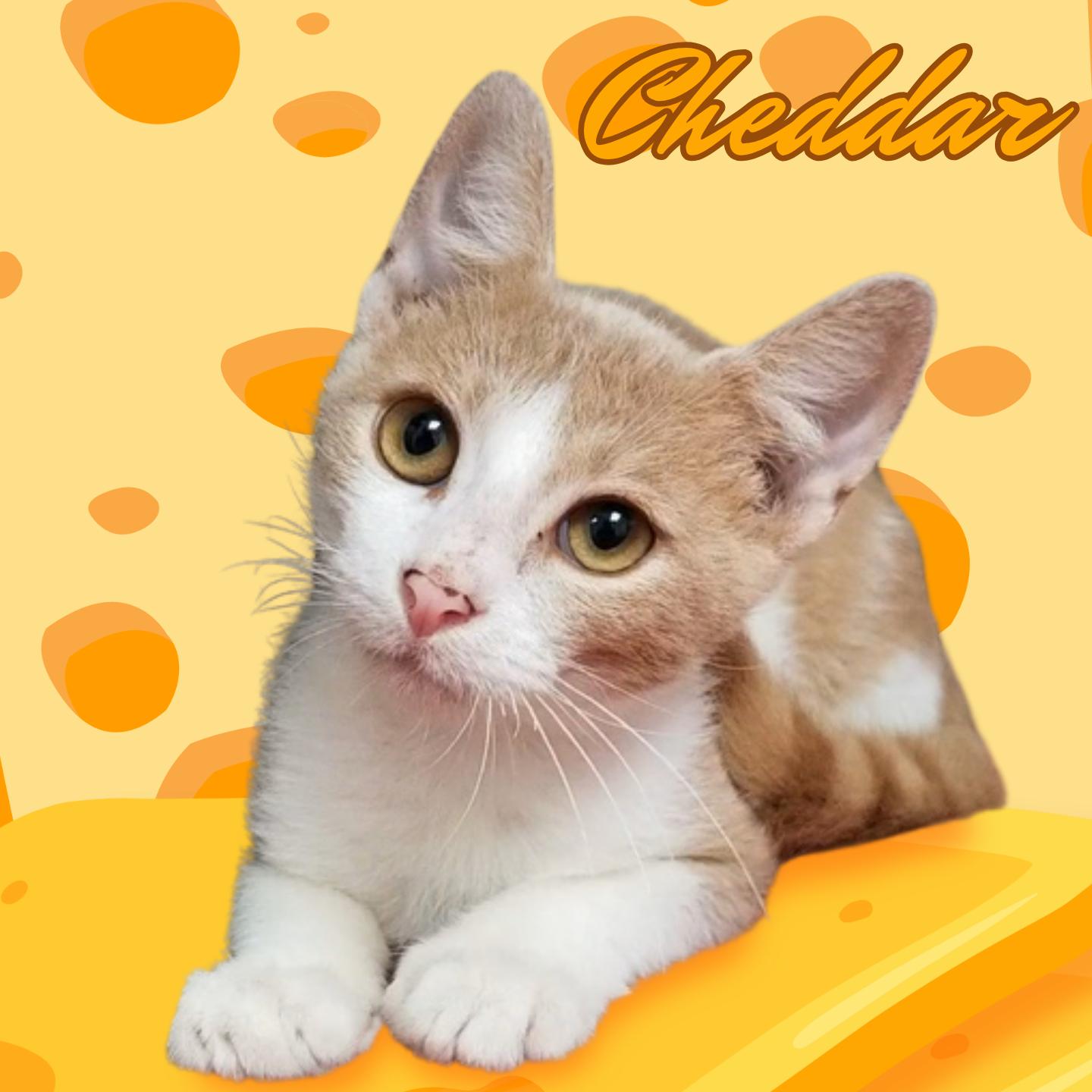 Enlarge Cheddar, a Adoptable Domestic Short Hair in Aransas Pass, TX image 2/2