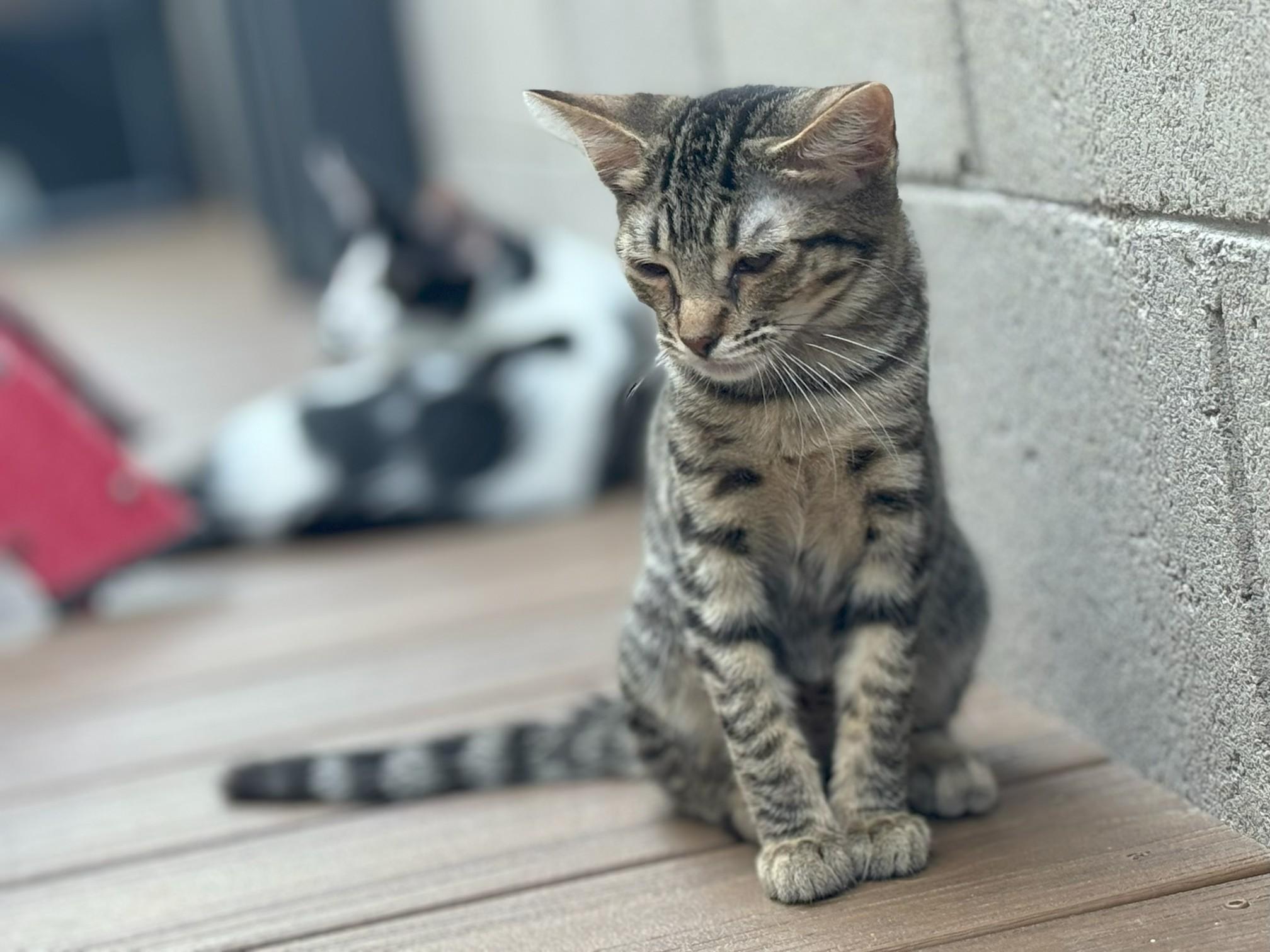 Enlarge Merry, a Adoptable Domestic Short Hair image 1/4