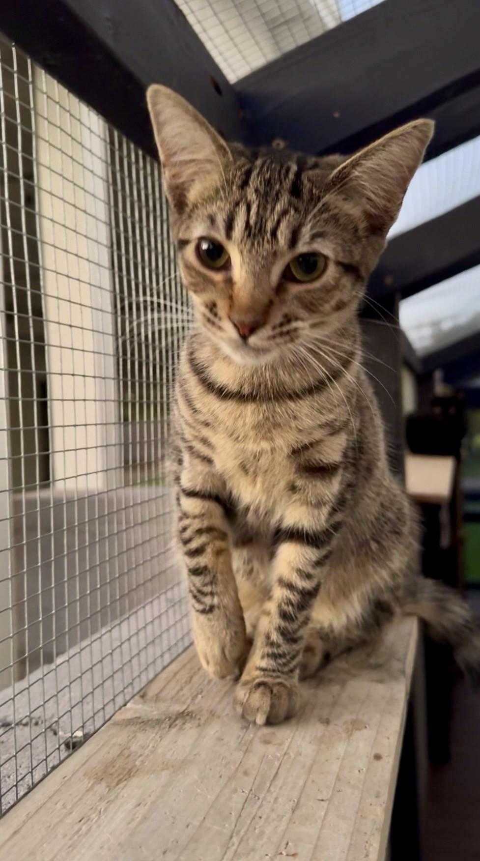 Merry, Adoptable, Young Female Domestic Short Hair.