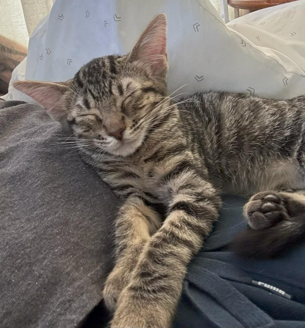 Enlarge Merry, a Adoptable Domestic Short Hair image 2/4