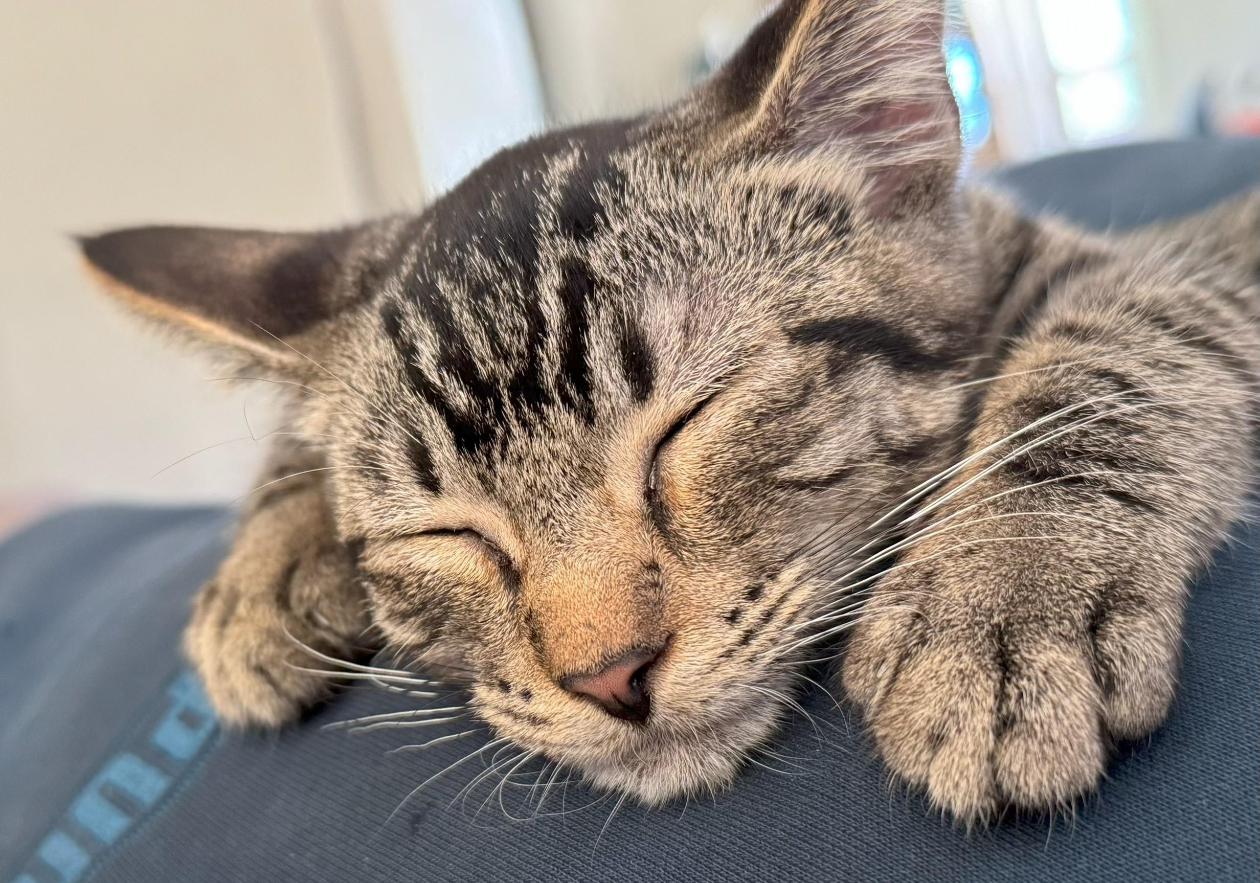 Enlarge Merry, an adoptable Domestic Short Hair in Scottsdale, AZ image 3/4