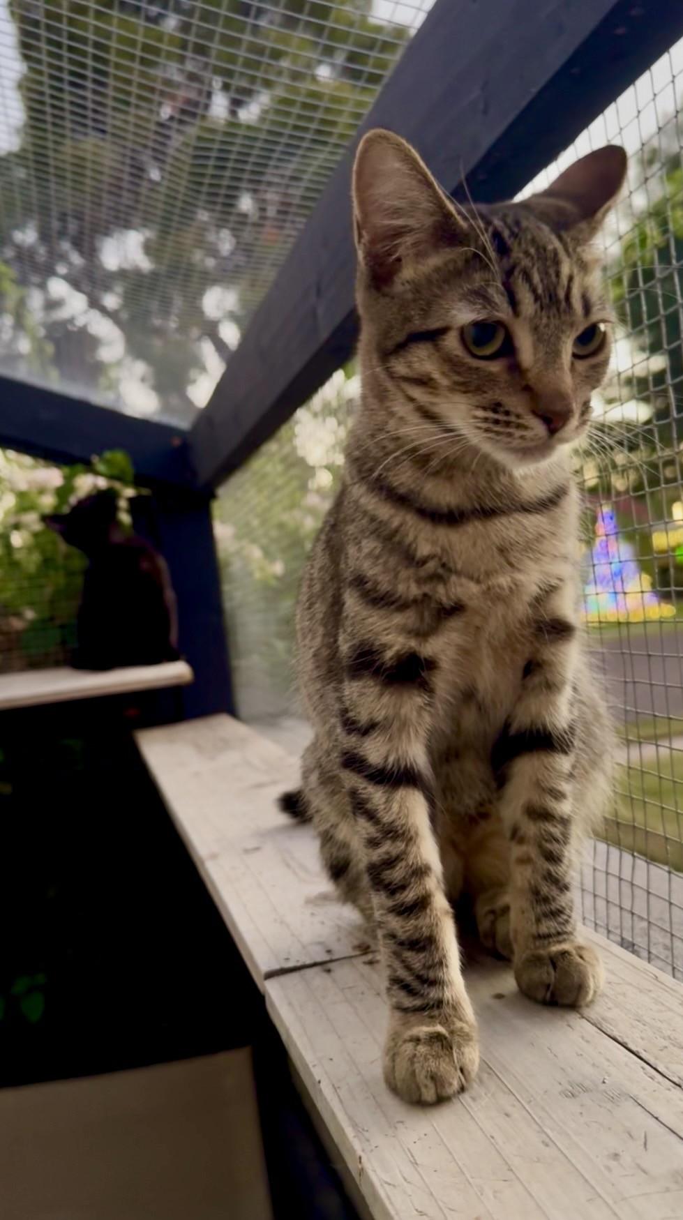 Enlarge Merry, an adoptable Domestic Short Hair in Scottsdale, AZ image 4/4