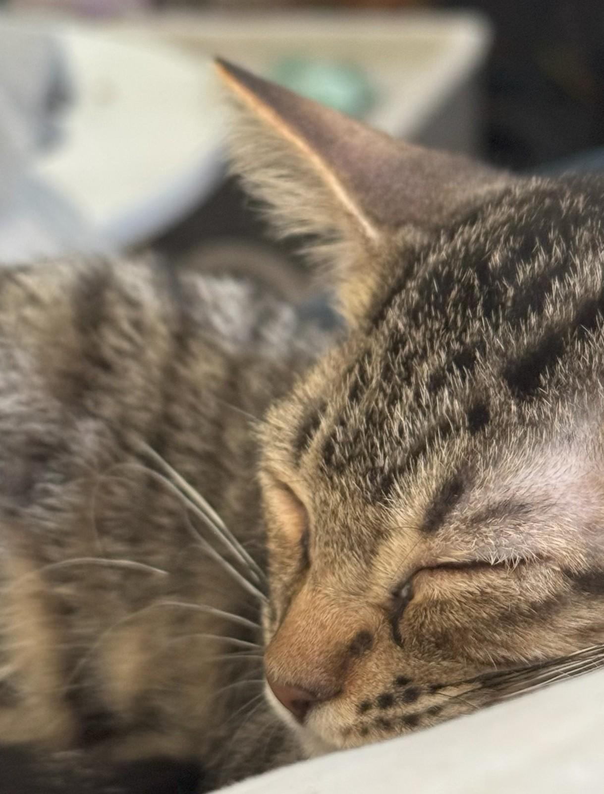 Enlarge Merry, a Adoptable Domestic Short Hair image 3/4