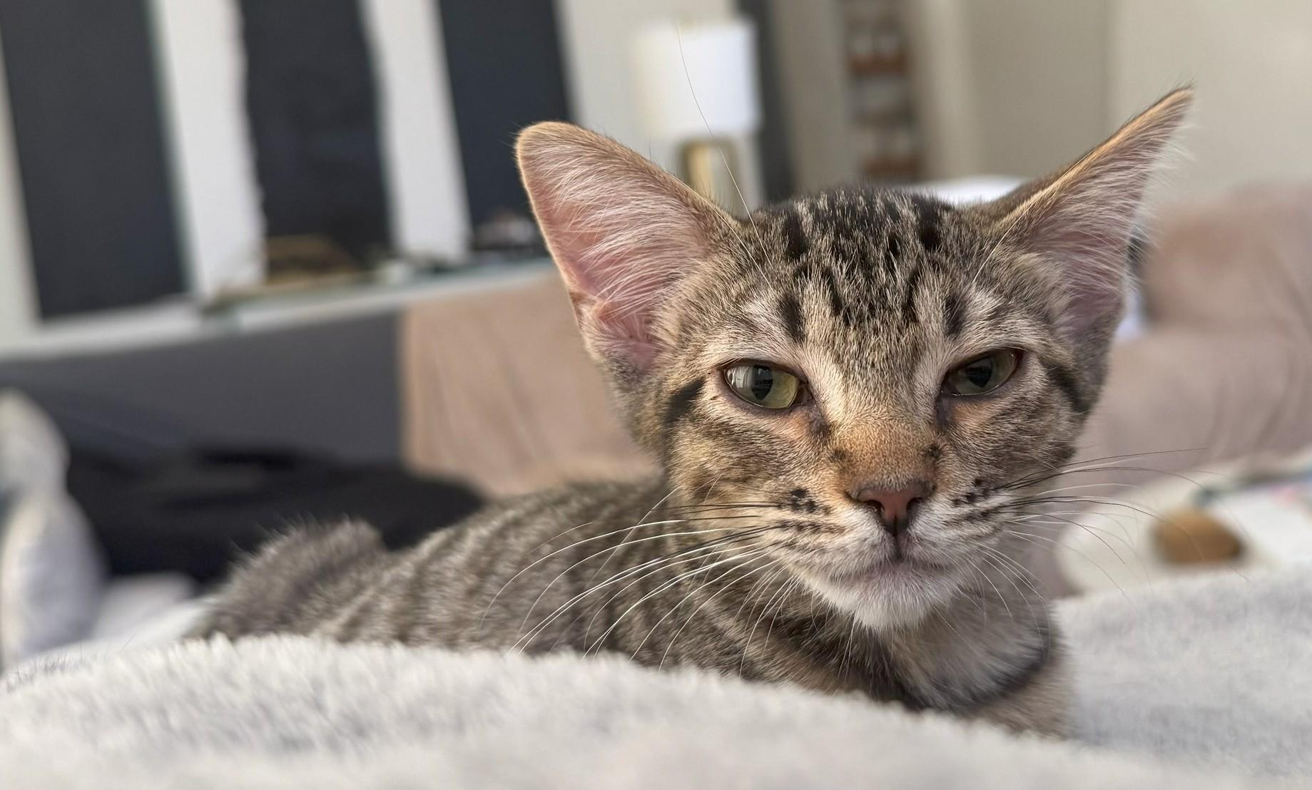 Enlarge Merry, a Adoptable Domestic Short Hair image 4/4