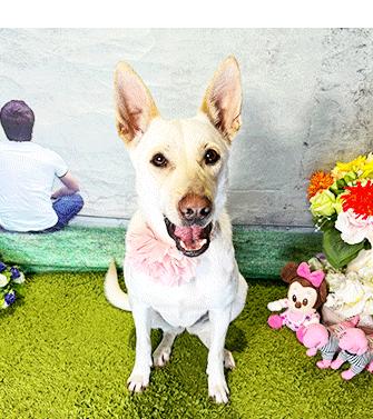 Enlarge KORA, a Adoptable Labrador Retriever in Castro Valley, CA image 1/3