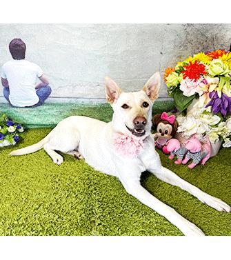 Enlarge KORA, a Adoptable Labrador Retriever in Castro Valley, CA image 3/3