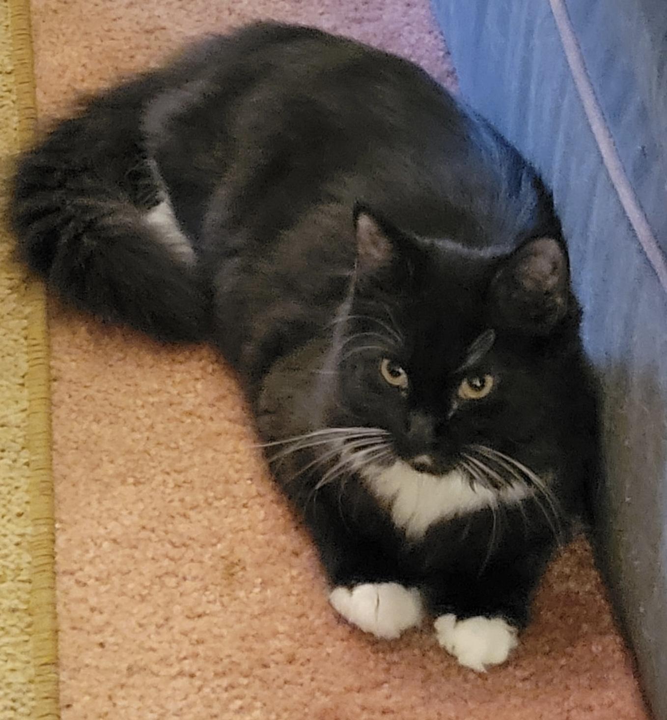 Teddy, Adoptable, Young Male Domestic Medium Hair.