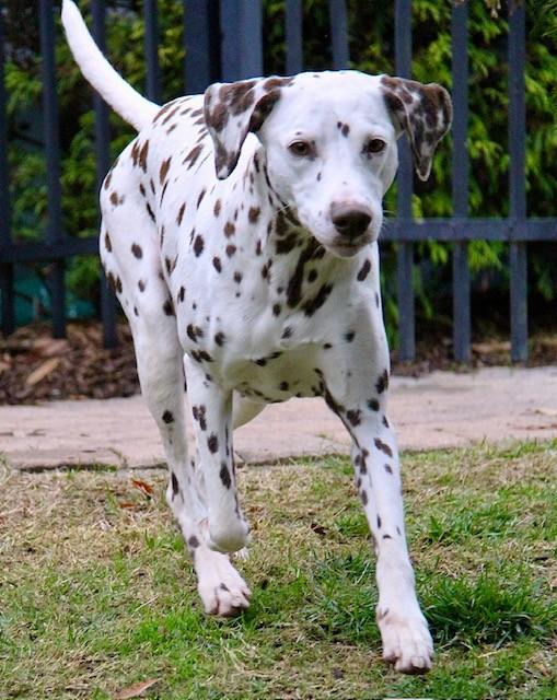 Enlarge Naomi, a ADOPTABLE Dalmatian in Monroe, NC image 1/3
