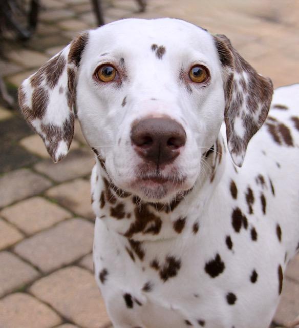 Enlarge Naomi, a ADOPTABLE Dalmatian in Monroe, NC image 2/3