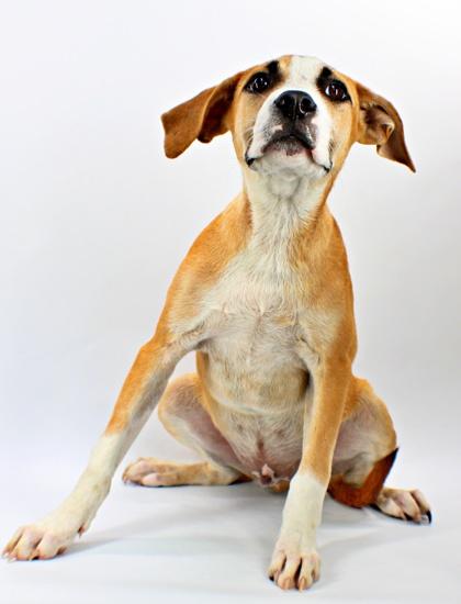 Fowler, Adoptable, Puppy Male Foxhound & Boxer.