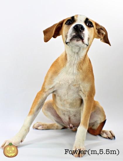 Enlarge Fowler, a Adoptable mixed breed in Morton Grove, IL image 2/2