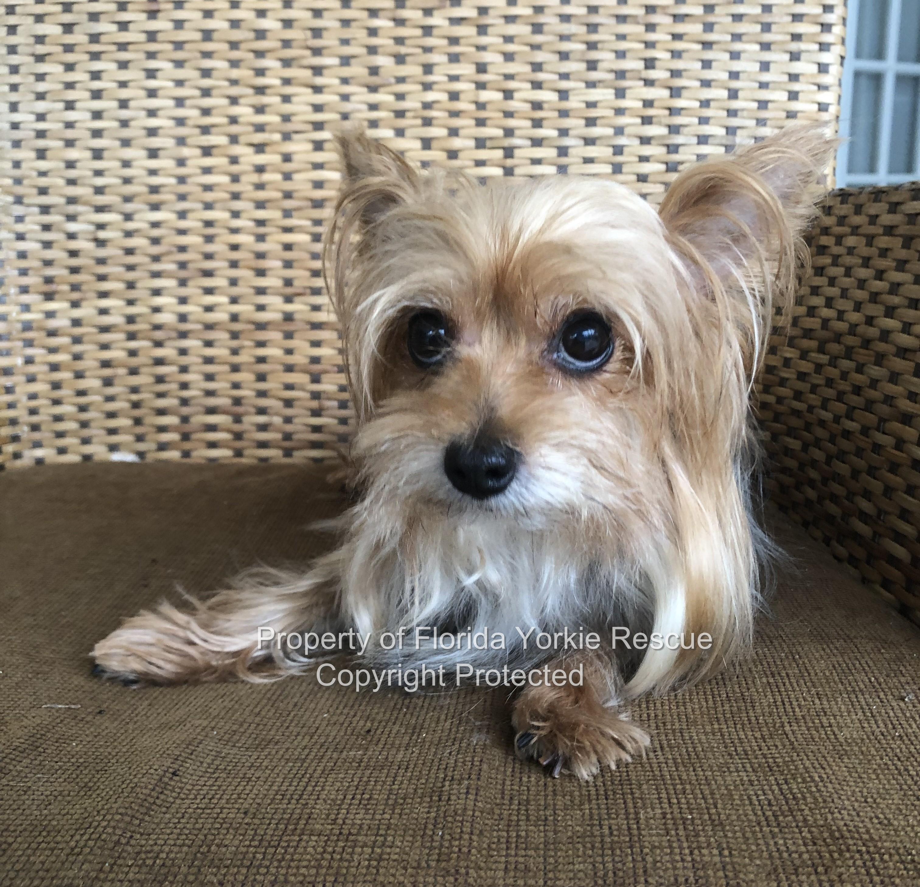 Enlarge Jenny, a hold Yorkshire Terrier in Palm City, FL image 4/4