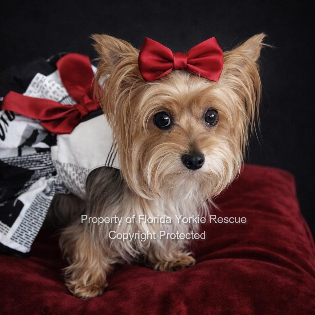 Enlarge Jenny, a hold Yorkshire Terrier in Palm City, FL image 1/4