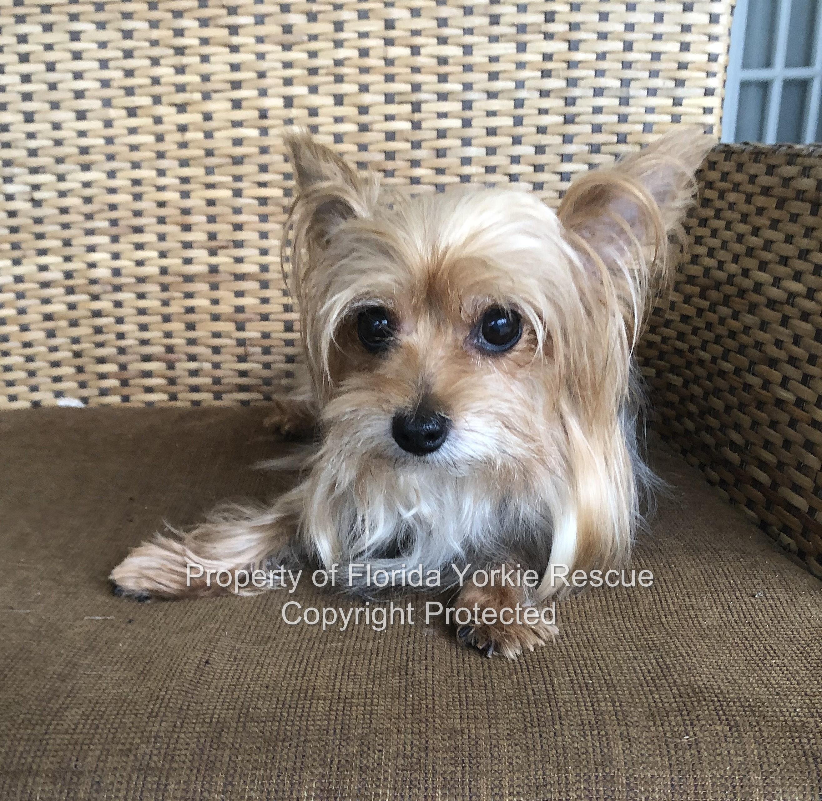 Enlarge Jenny, a hold Yorkshire Terrier in Palm City, FL image 3/4
