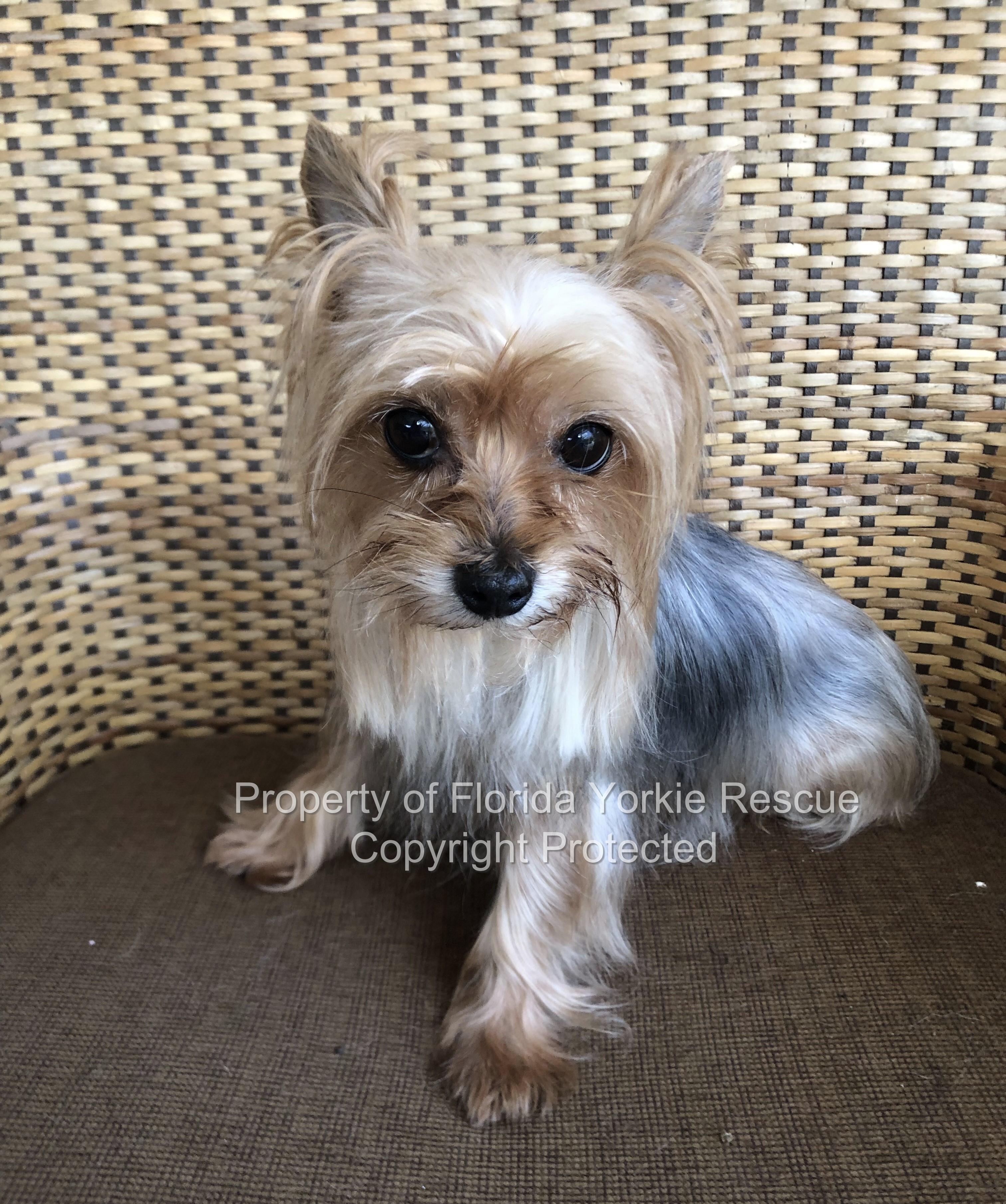Enlarge Jenny, a hold Yorkshire Terrier in Palm City, FL image 2/4