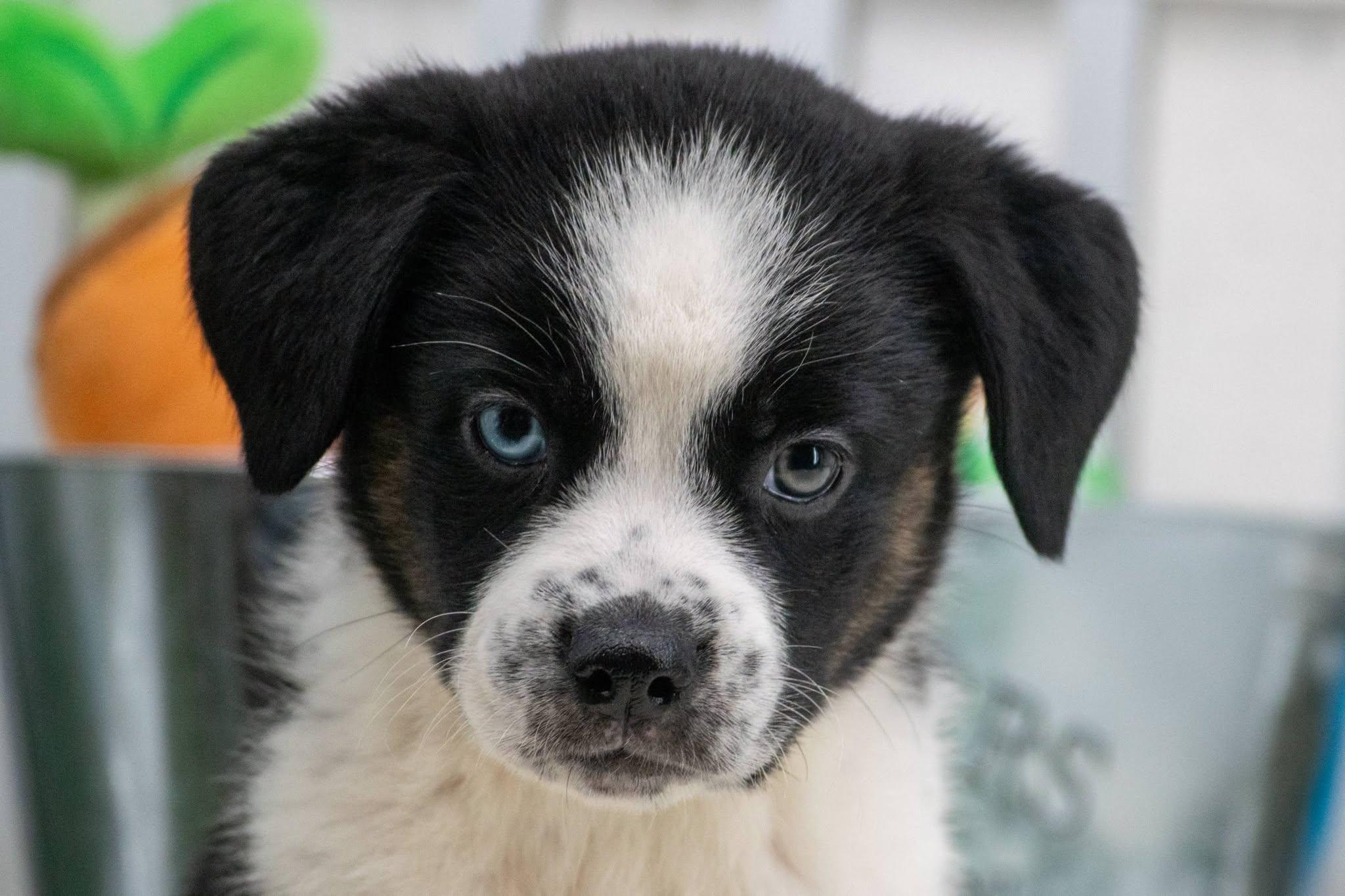 Cilantro, an adopted mixed breed in Sevierville, TN image 3/4