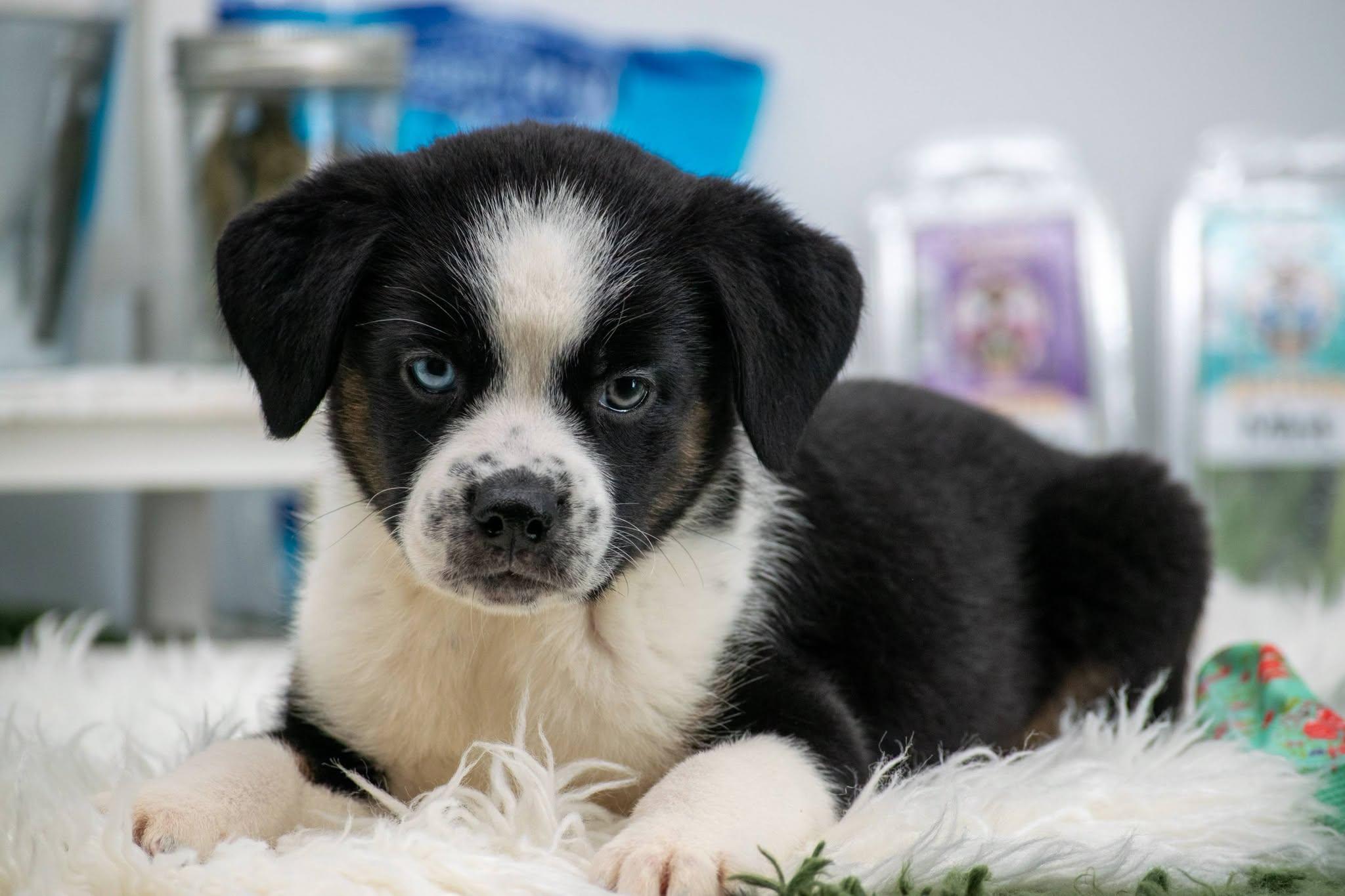Cilantro, an adopted mixed breed in Sevierville, TN image 2/4